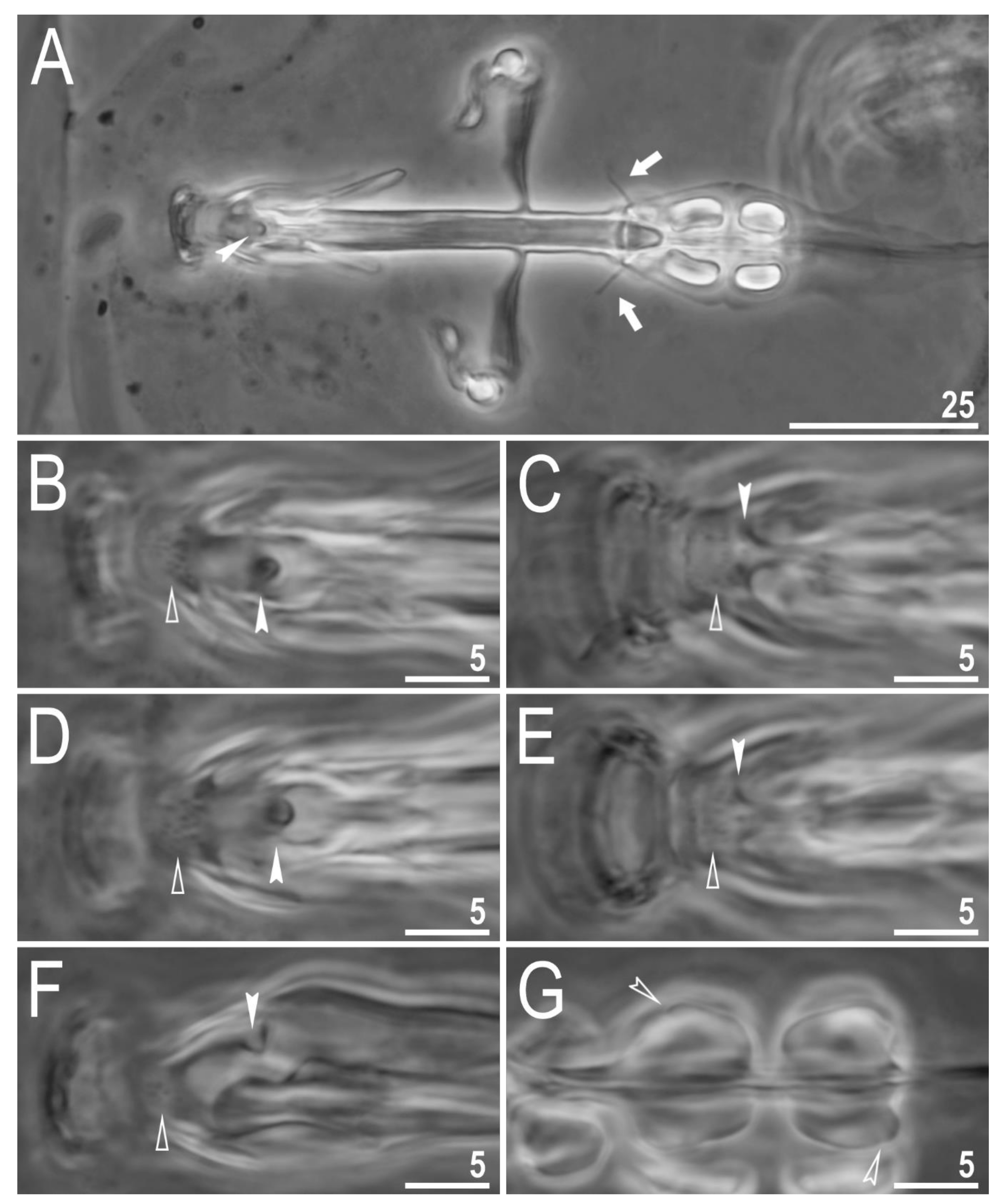 Animals 12 00404 g008