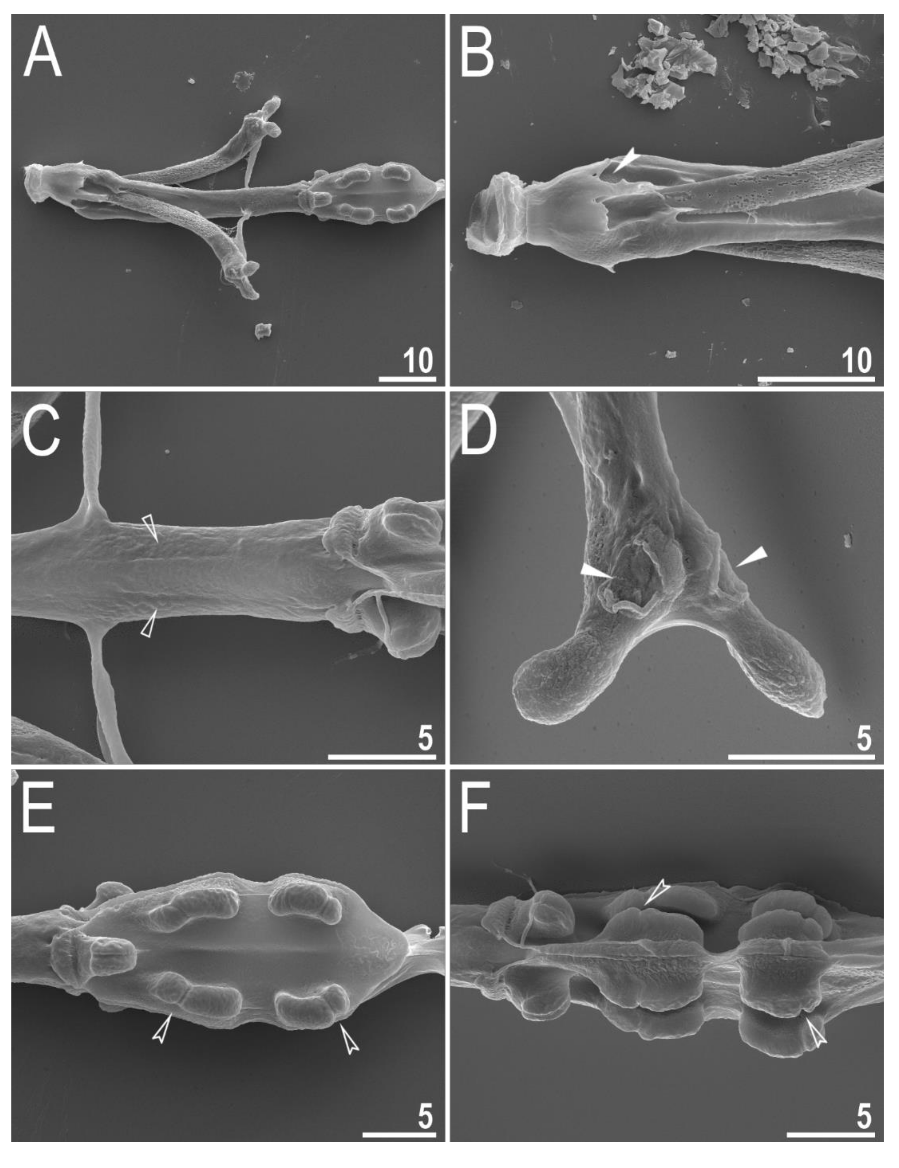 Animals 12 00404 g010