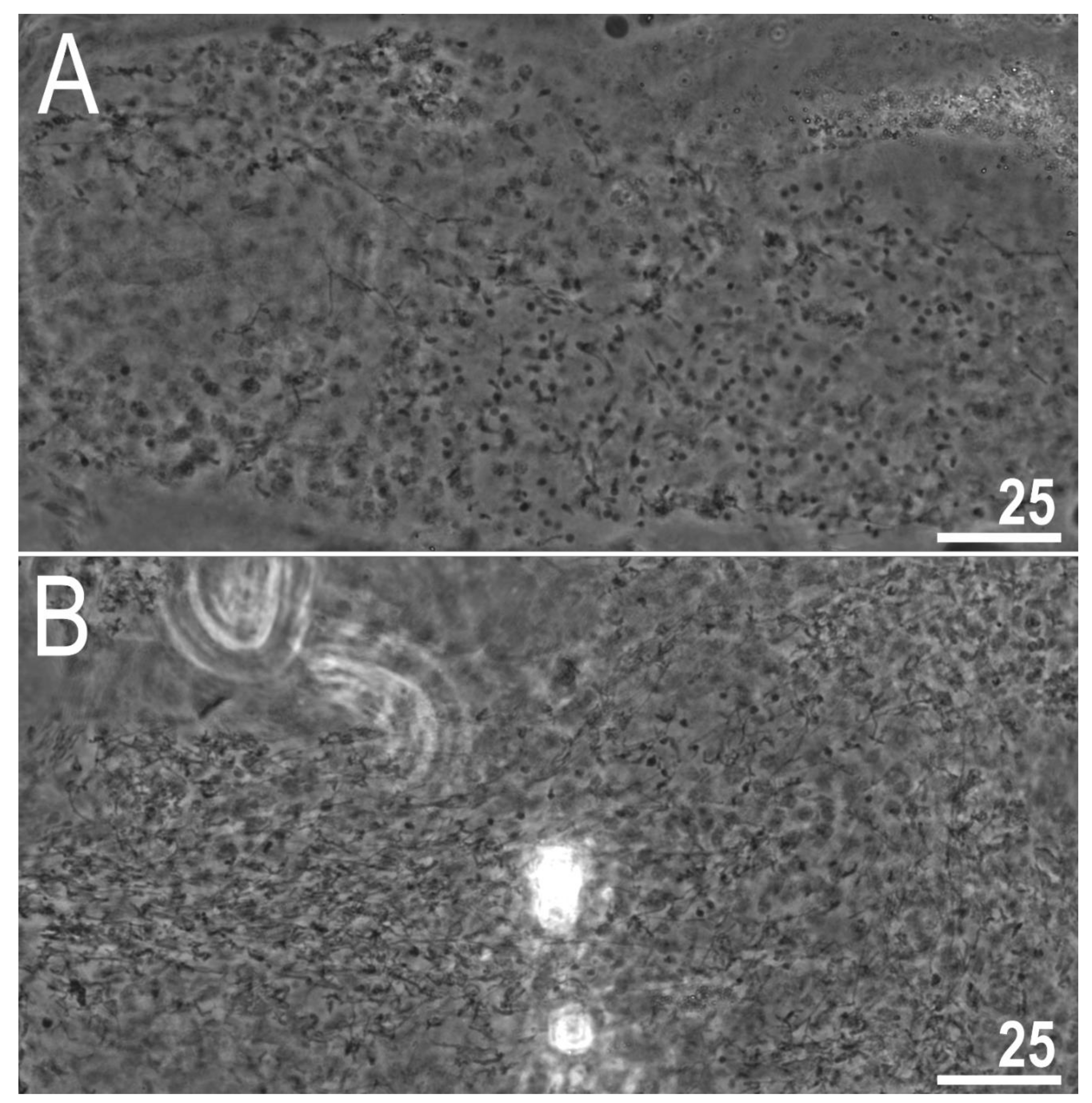 Animals 12 00404 g013