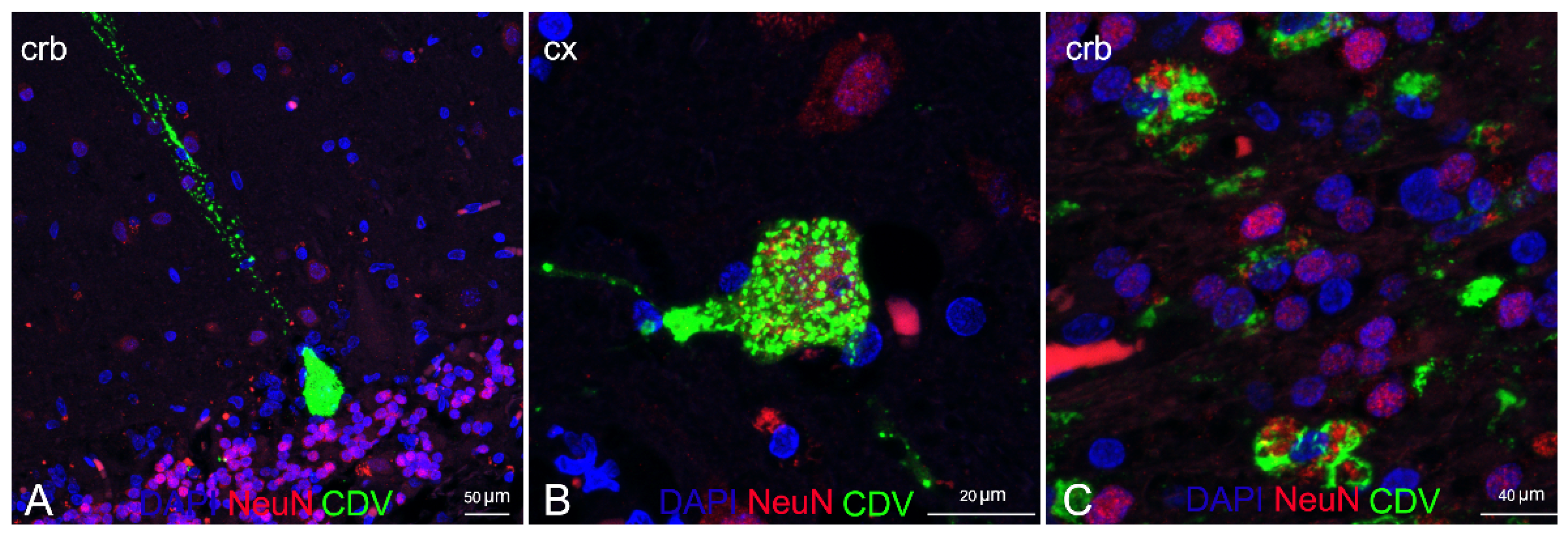 Animals 12 00452 g007