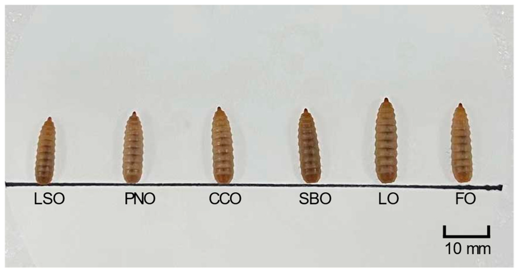 stratiomyidae larvae