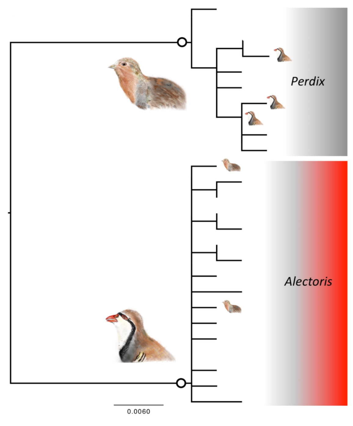 Animals | Free Full-Text | Mismatches between Morphology and DNA in Italian  Partridges May Not Be Explained Only by Recent Artificial Release of  Farm-Reared Birds | HTML