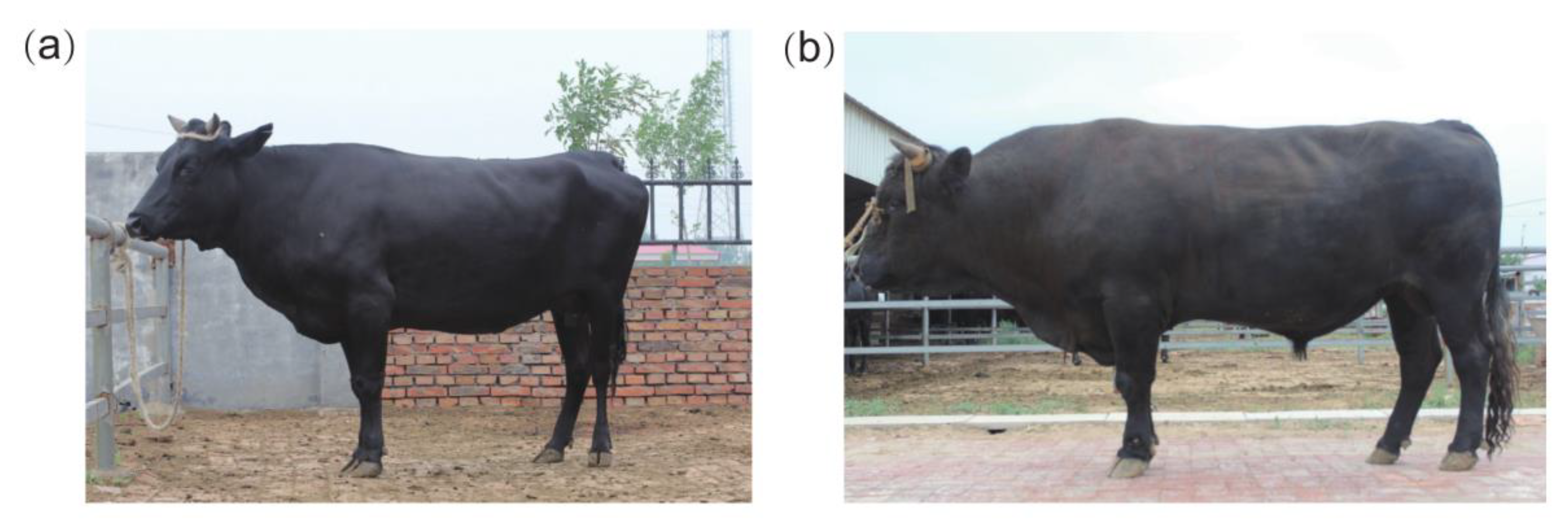 Animals 12 00665 g001