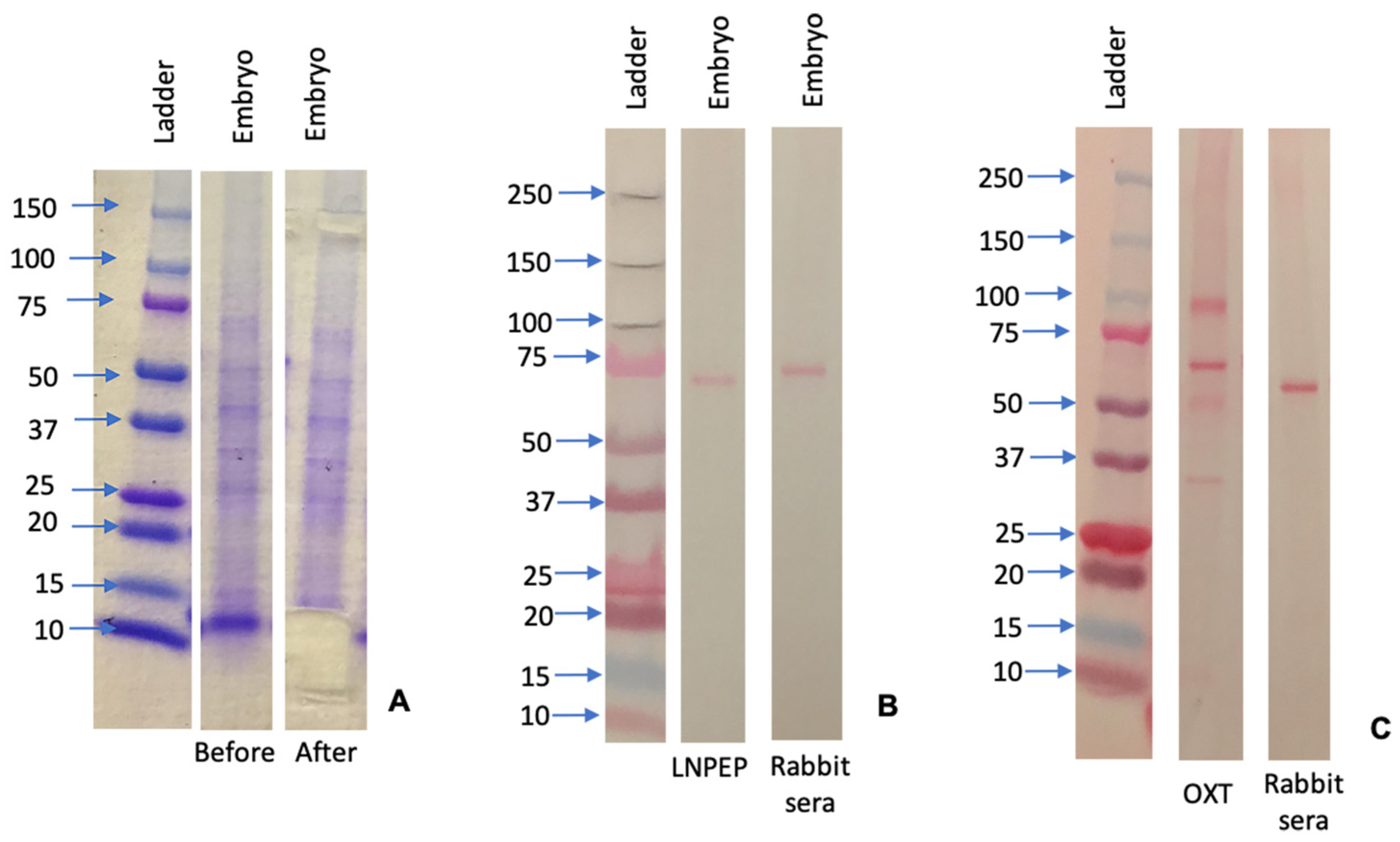 Animals 12 00799 g006 Animals 12 00799 g006