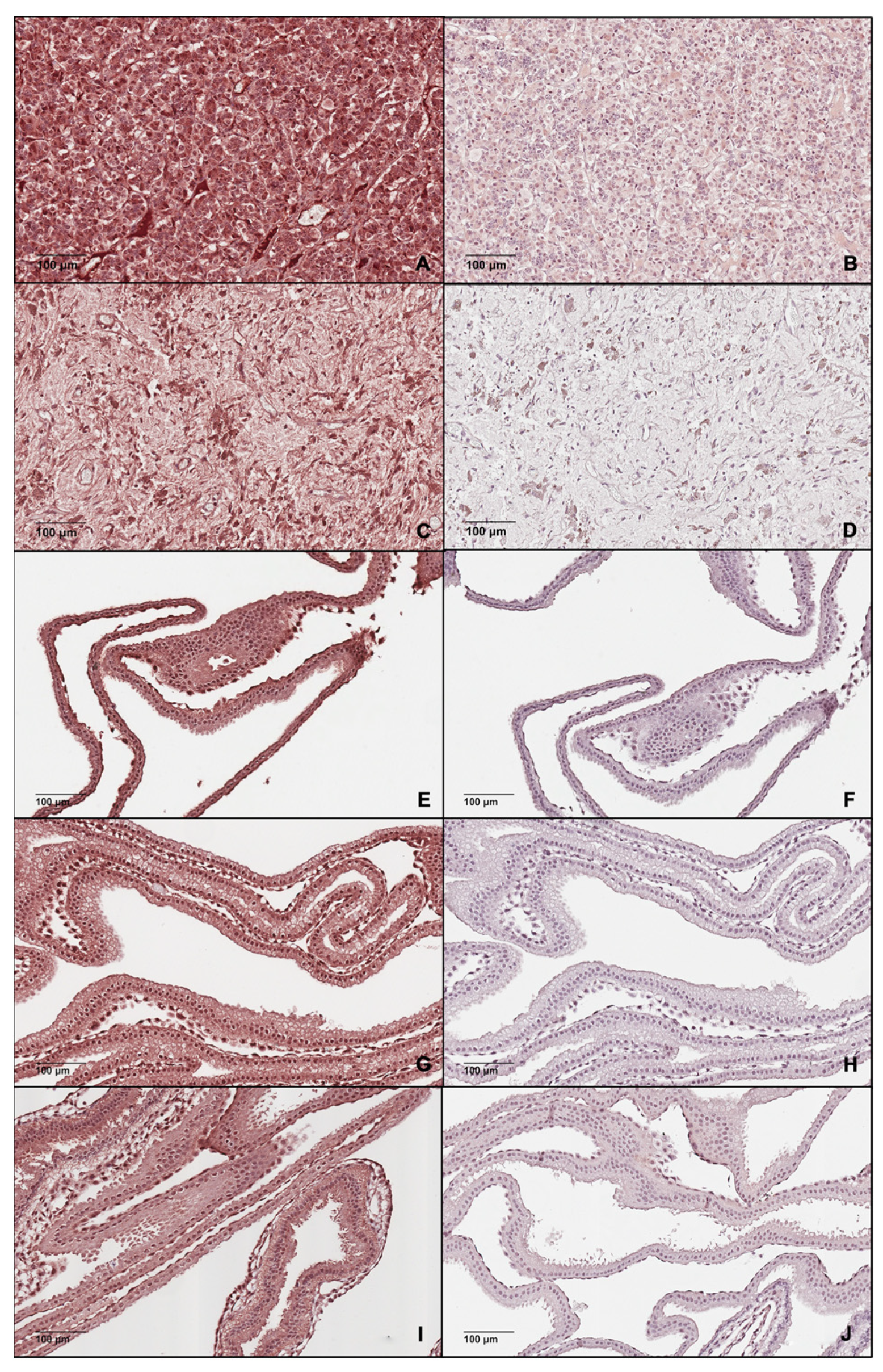 Animals 12 00799 g007 Animals 12 00799 g007