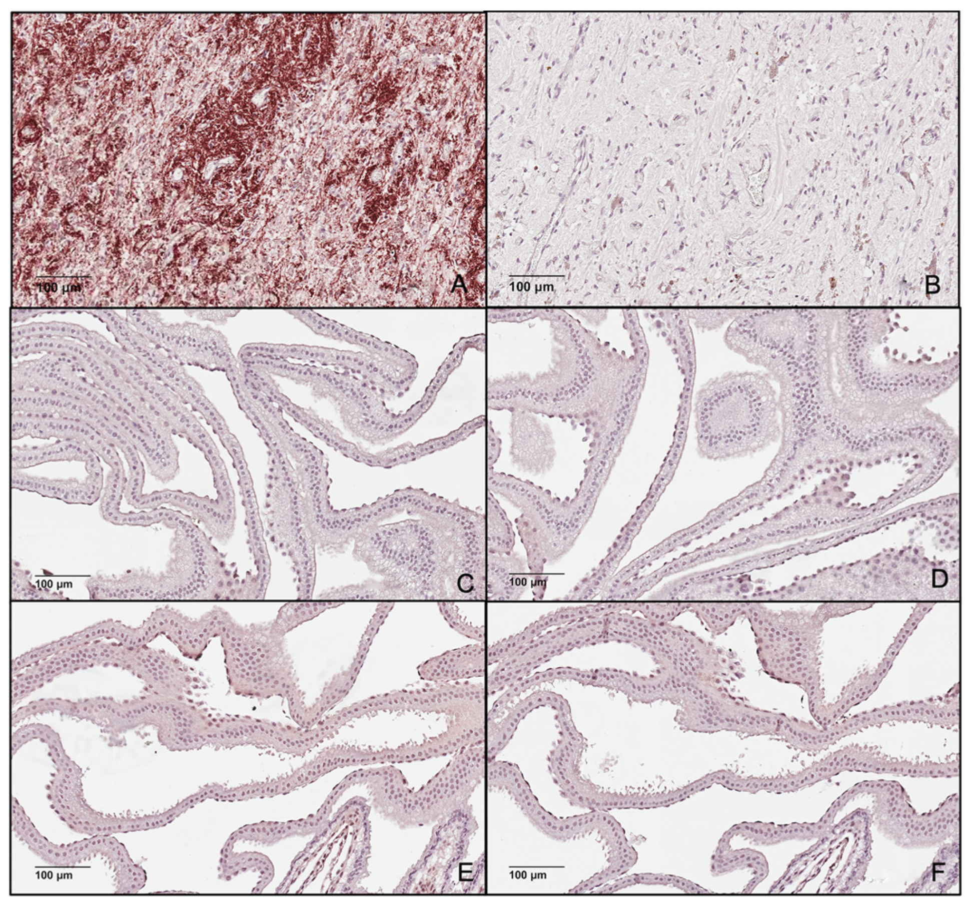 Animals 12 00799 g008 Animals 12 00799 g008