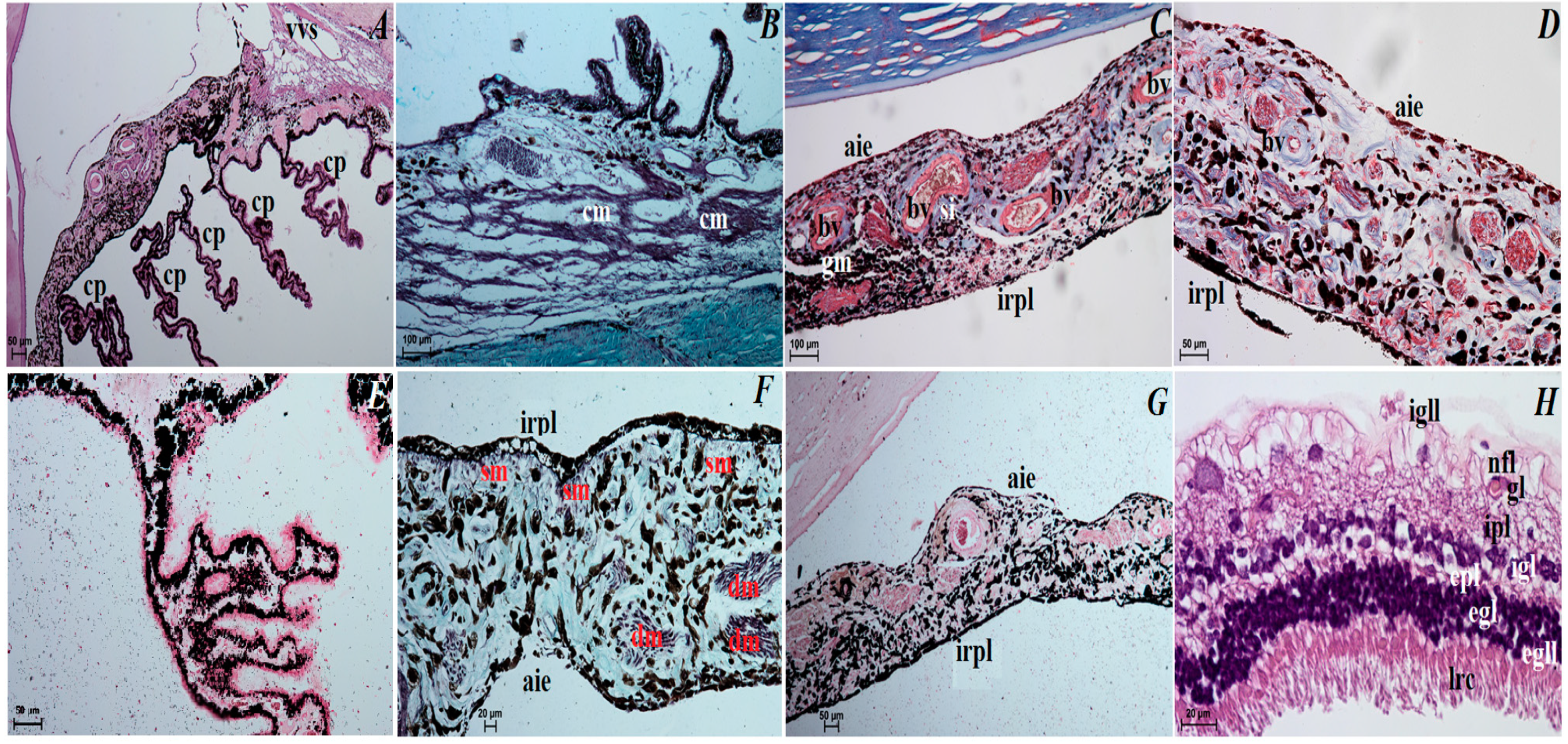 Animals 12 00801 g004 Animals 12 00801 g004