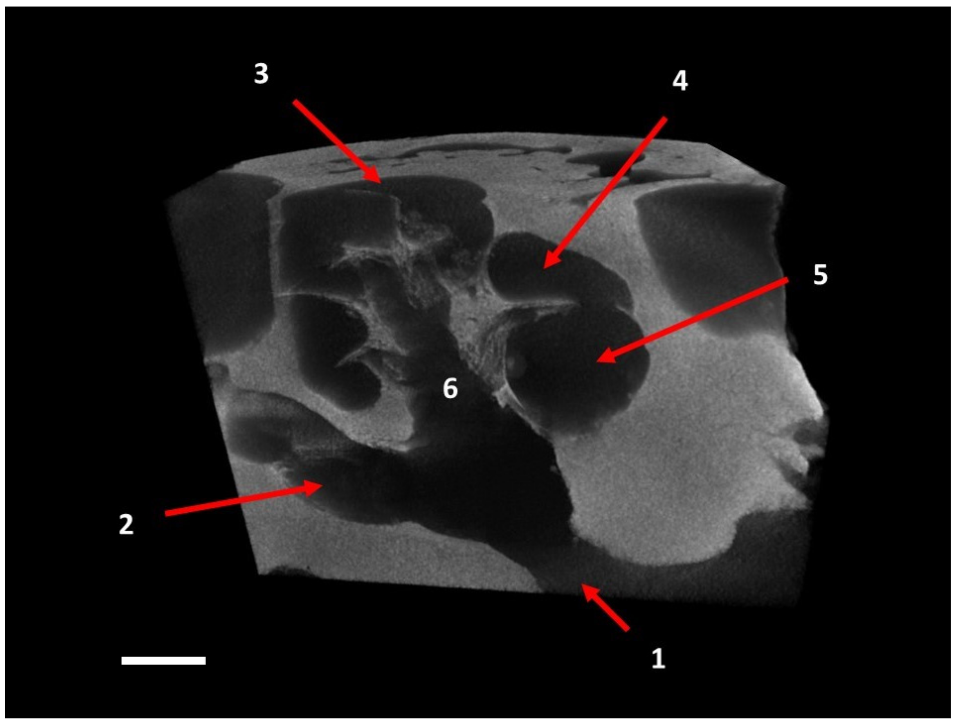 Animals 12 00833 g002