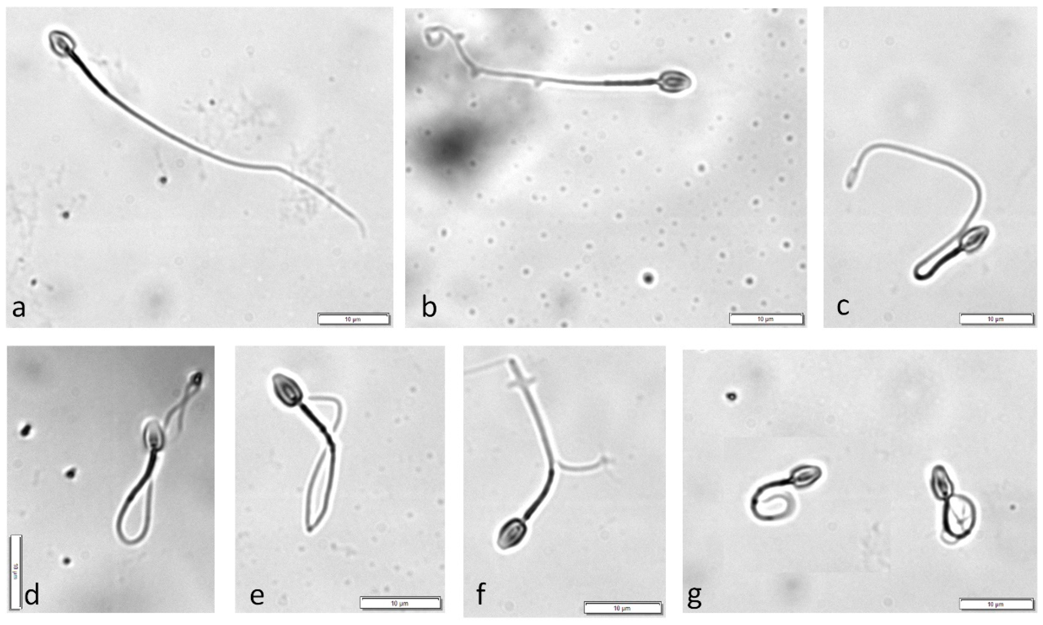 Animals | Free Full-Text | Hypo-Osmotic Swelling Test (HOST) for Feline  Spermatozoa: The Simplified Procedure and the Aspect of Sperm Morphology