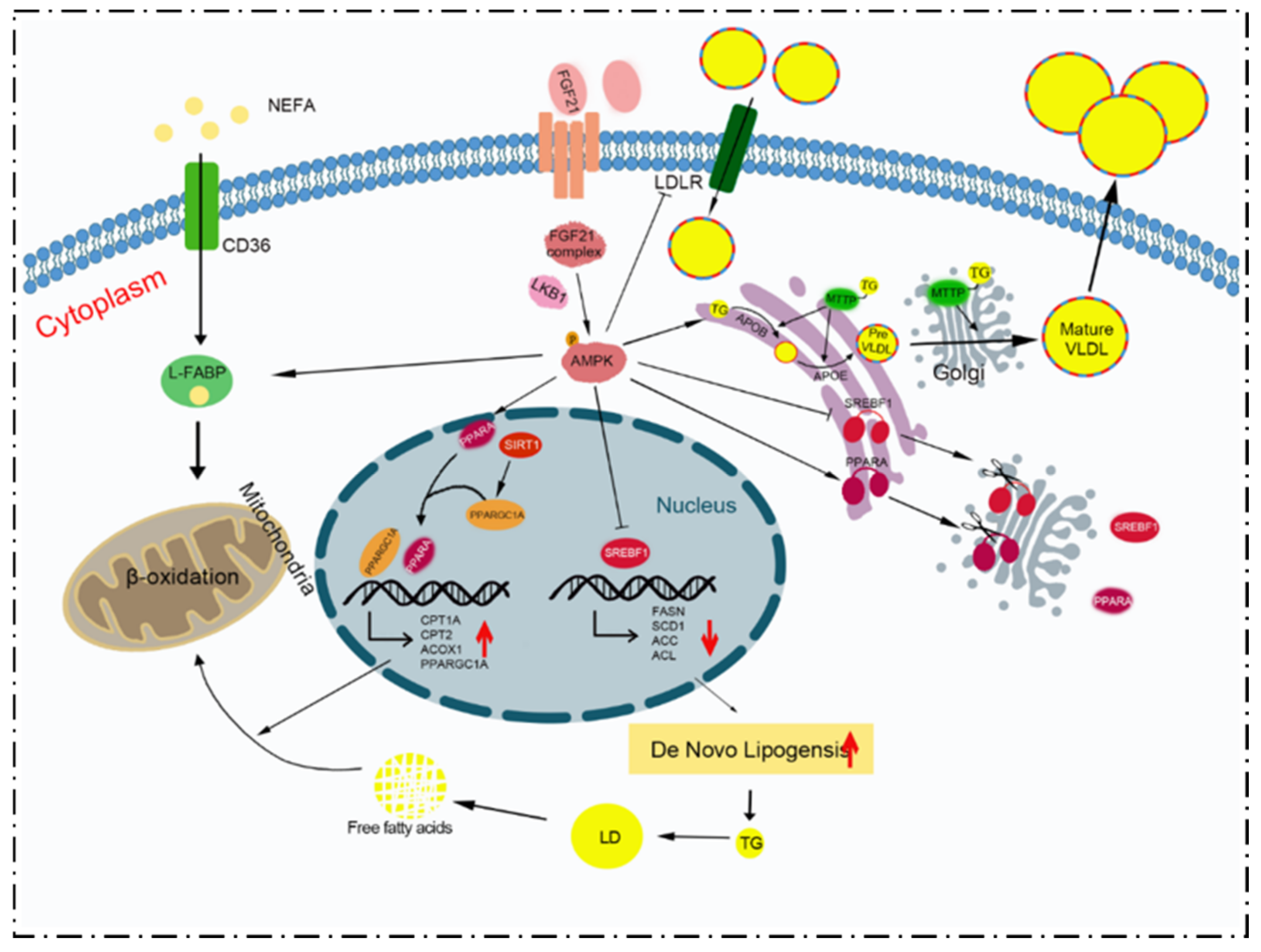 Animals | Free Full-Text | FGF21 Reduces Lipid Accumulation in Bovine ...