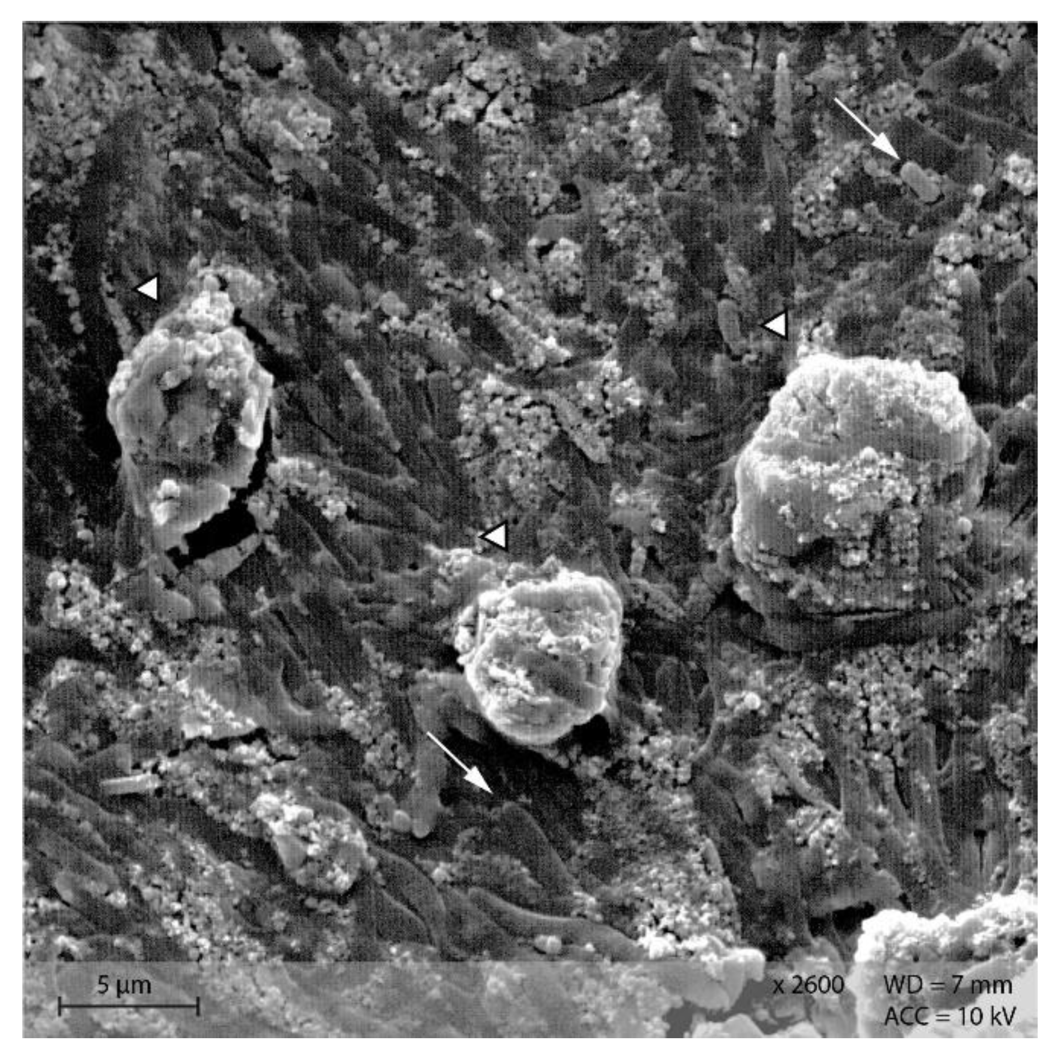 Animals 12 00952 g014