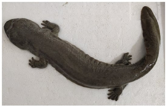 Animals | Free Full-Text | Using the Ratio of Urine Testosterone to  Estrone-3-Glucuronide to Identify the Sex of Chinese Giant Salamanders  (Andrias davidianus) | HTML