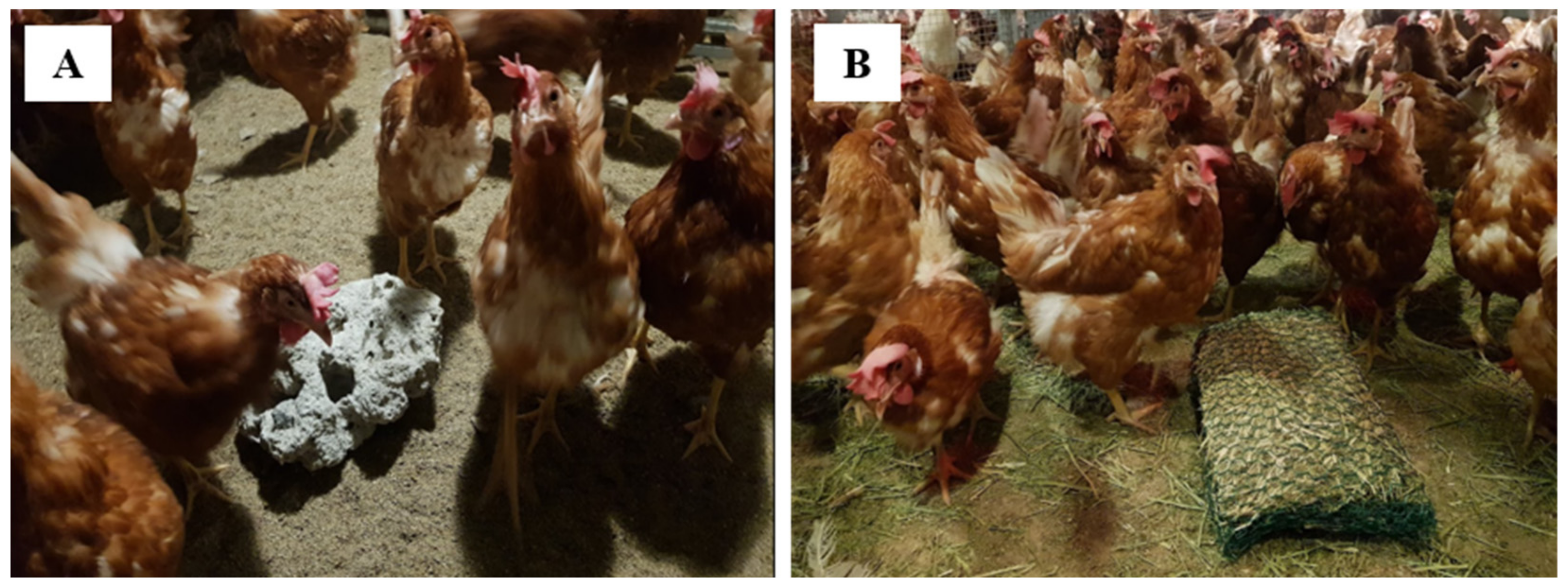 Animals | Free Full-Text | Effect of Providing Environmental Enrichment  into Aviary House on the Welfare of Laying Hens