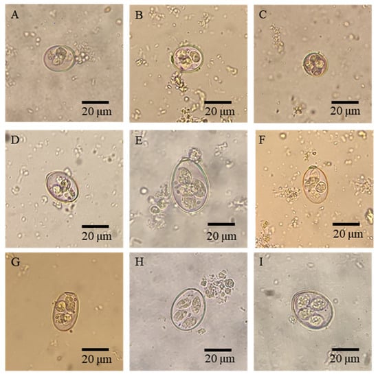 Animals | Free Full-Text | Molecular Characterization of 18S rDNA, ITS ...