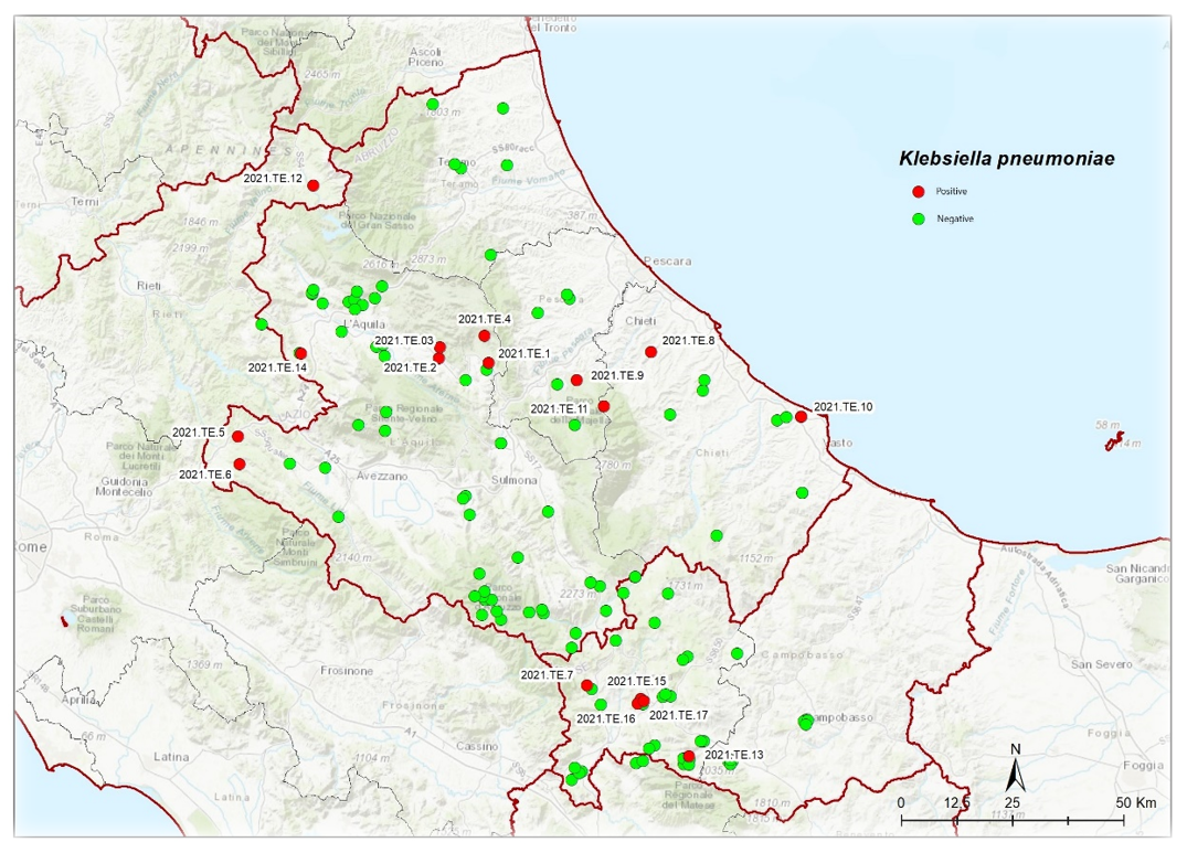 Animals | Free Full-Text | Phenotypic and Genetic Characterization of  Klebsiella pneumoniae Isolates from Wild Animals in Central Italy