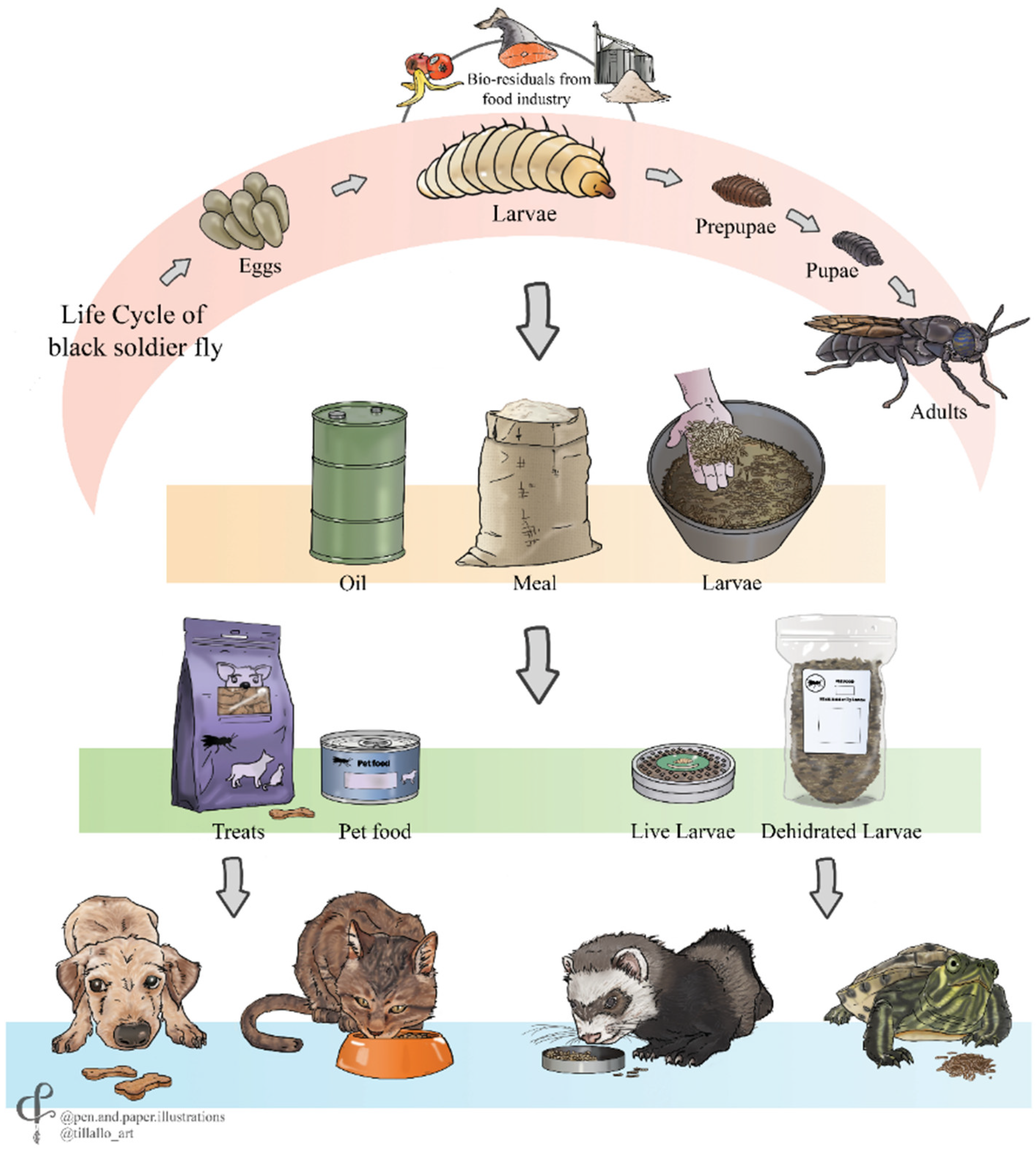 Animals | Free Full-Text | Insects as Feed for Companion and Exotic Pets: A  Current Trend
