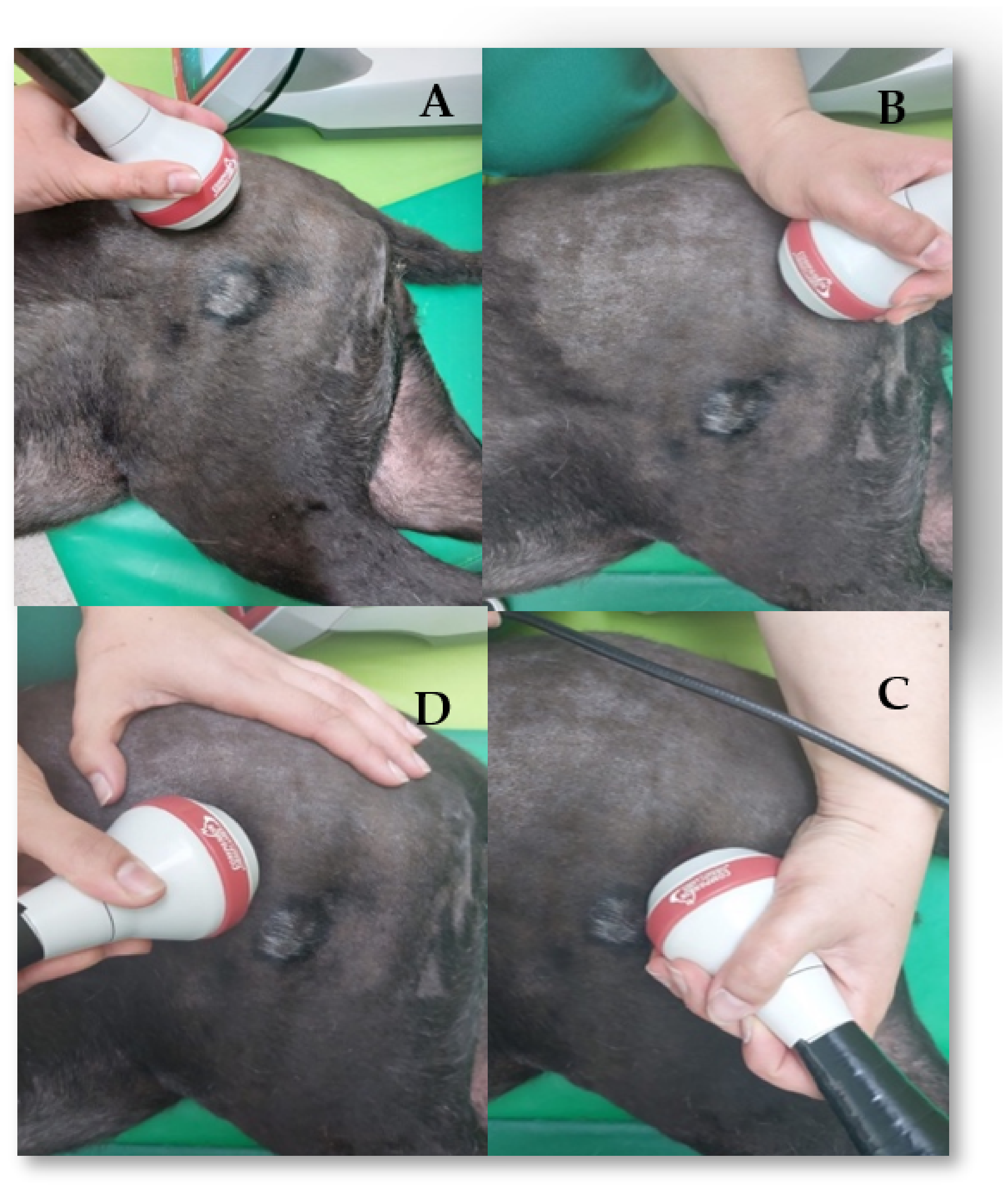 Animals 12 01557 g004