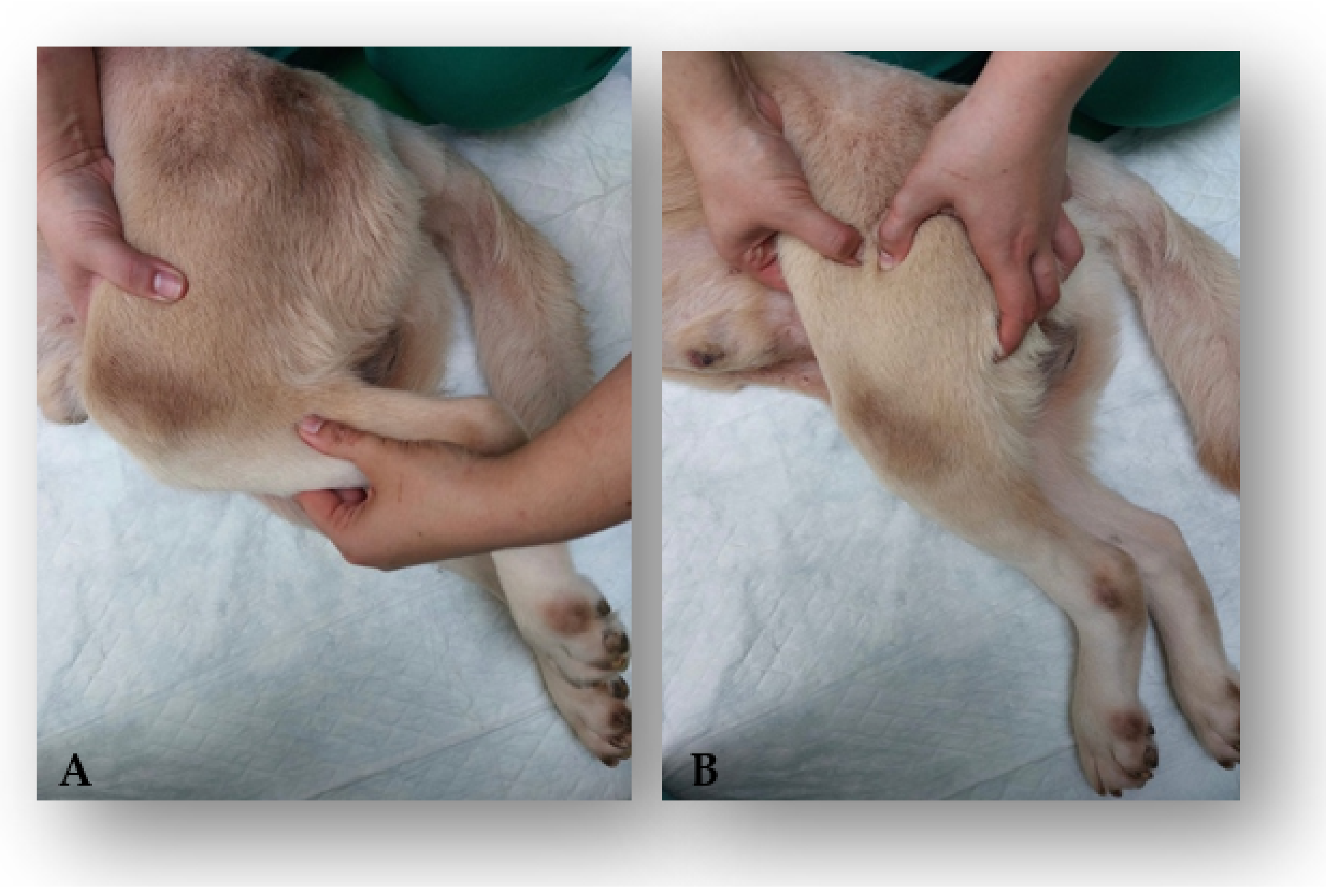 Animals 12 01557 g008