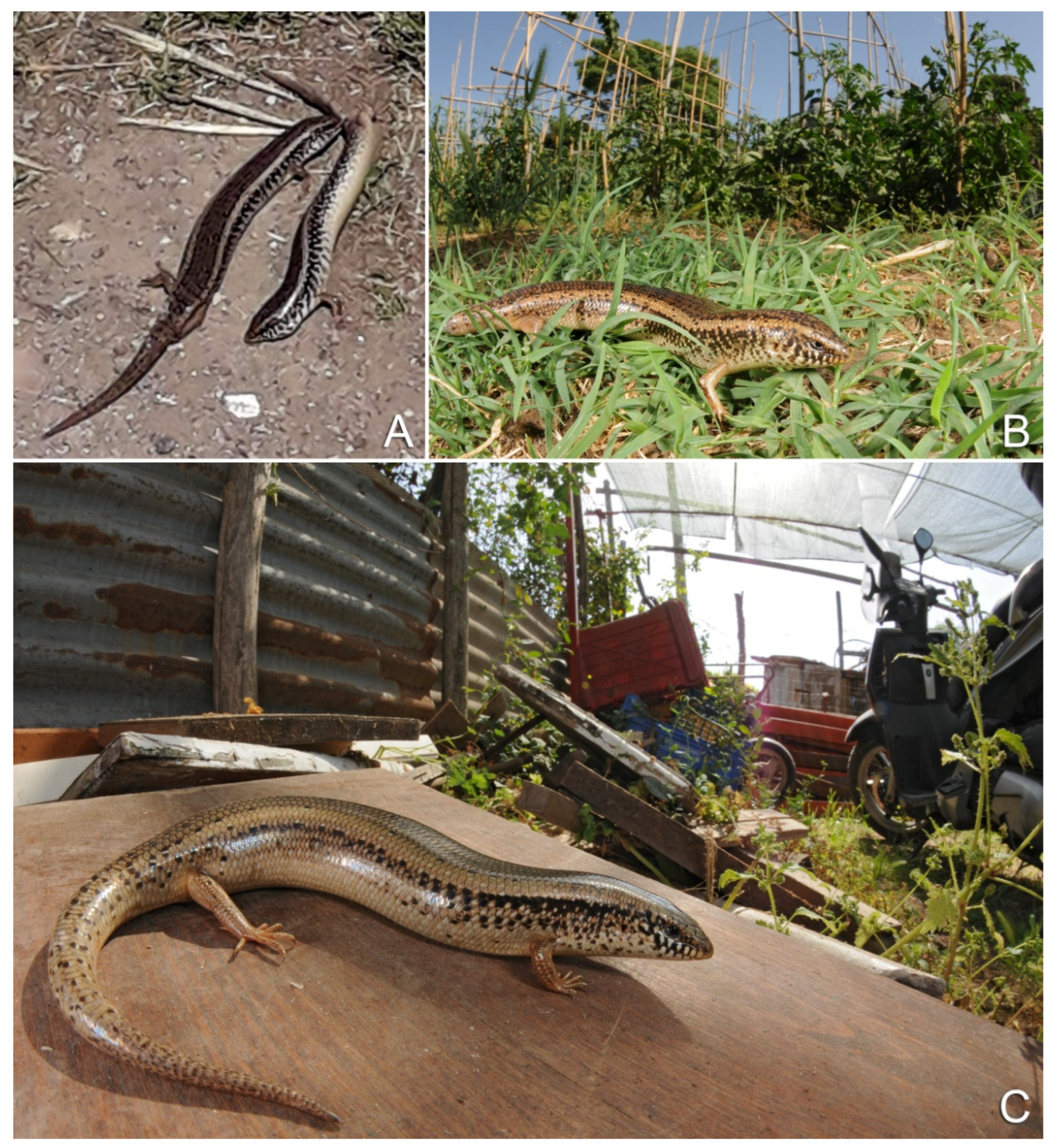 Animals | Free Full-Text | Aliens Coming by Ships: Distribution and Origins  of the Ocellated Skink Populations in Peninsular Italy