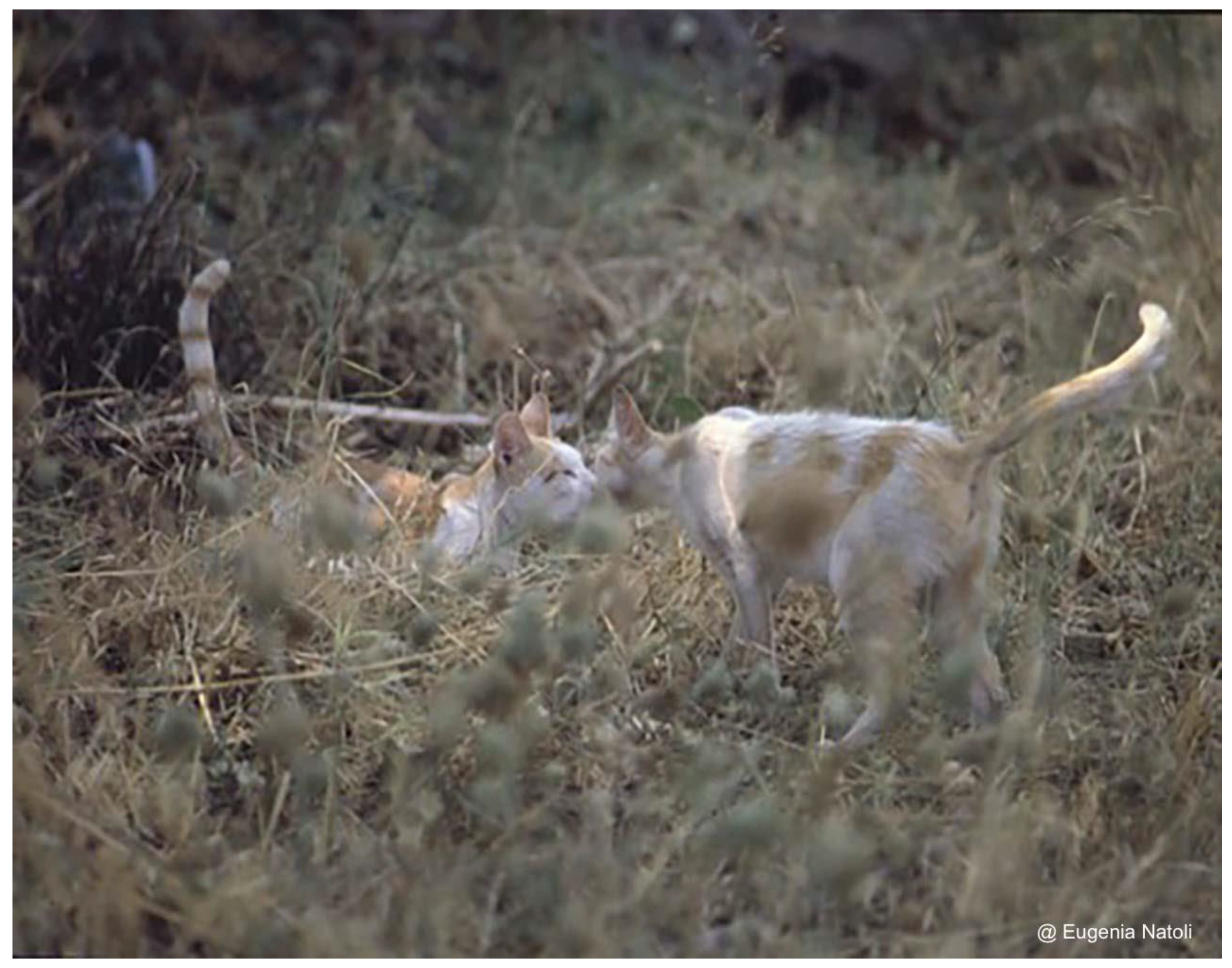 Animals Free Full Text Coexistence Between Humans And Lsquo Misunderstood Rsquo Domestic Cats In The Anthropocene Exploring Behavioural Plasticity As A Gatekeeper Of Evolution Html