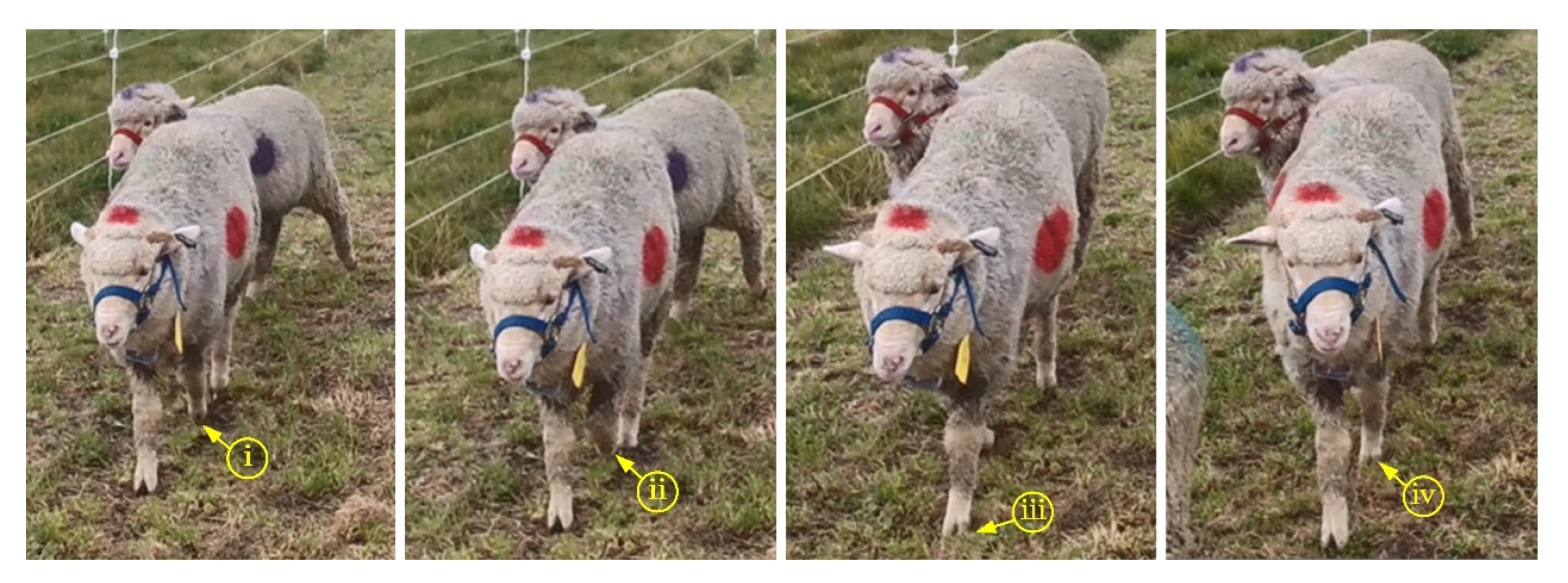 Animals 12 01744 g005