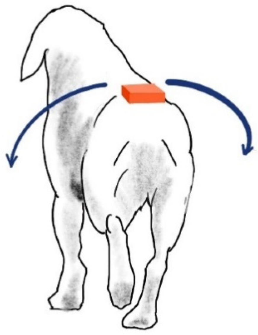 intramuscular injection sites dogs