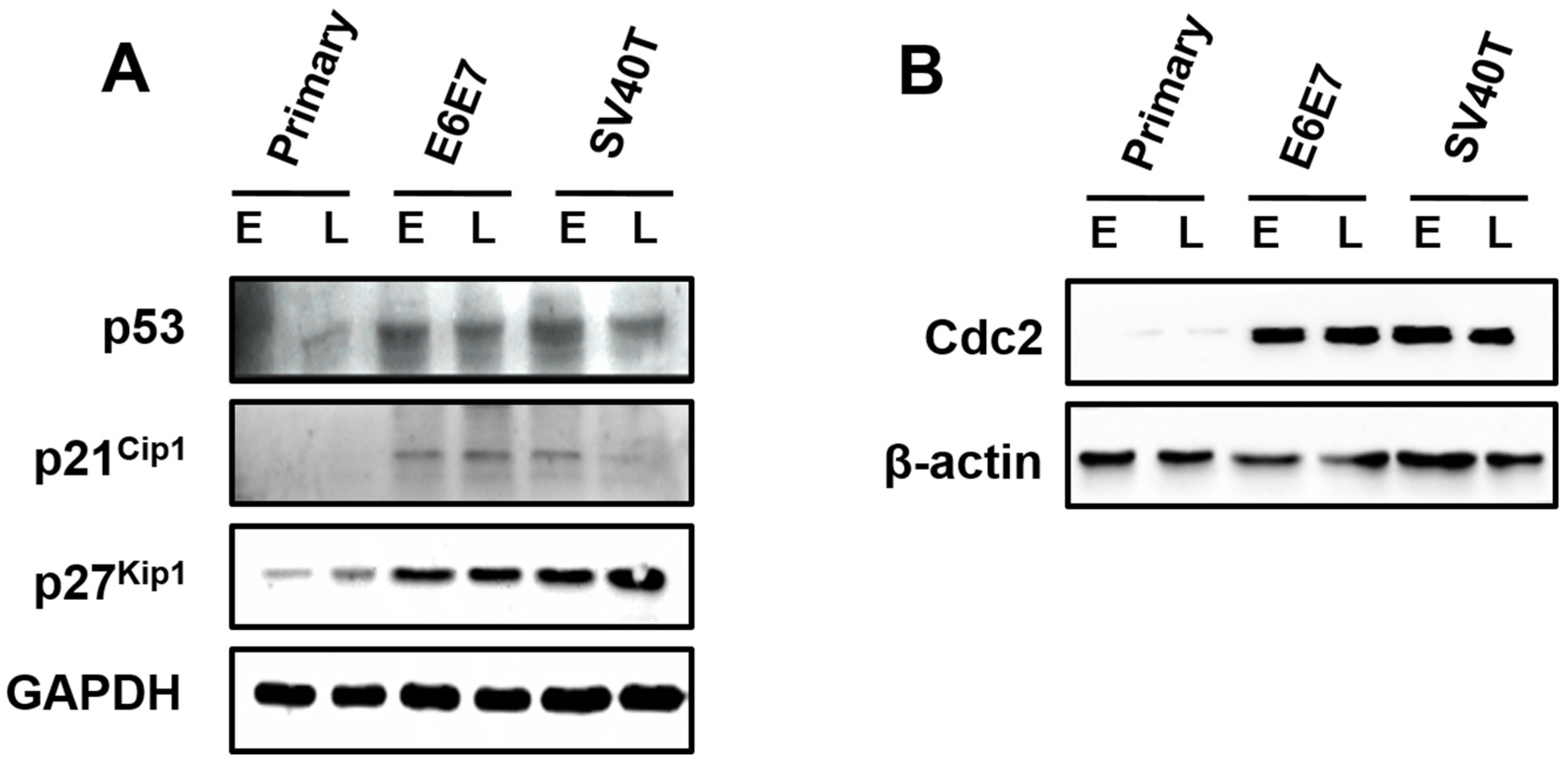 Animals 12 01790 g004