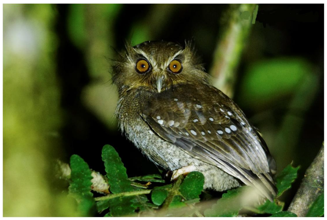 Animals 12 01794 g002