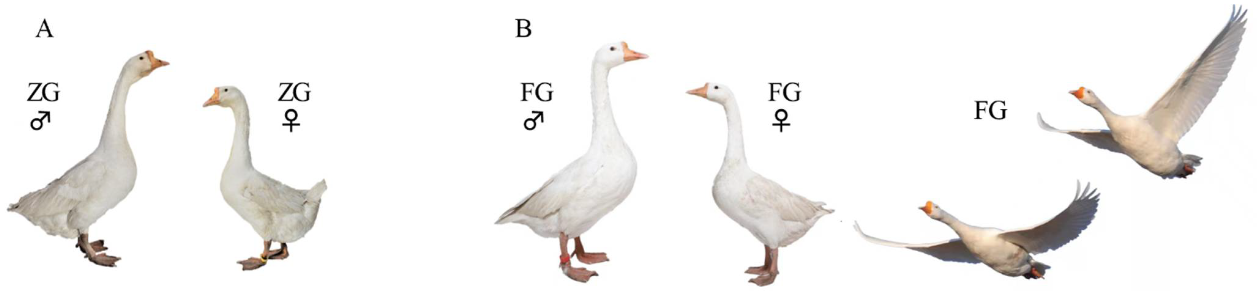 Animals 12 01815 g001