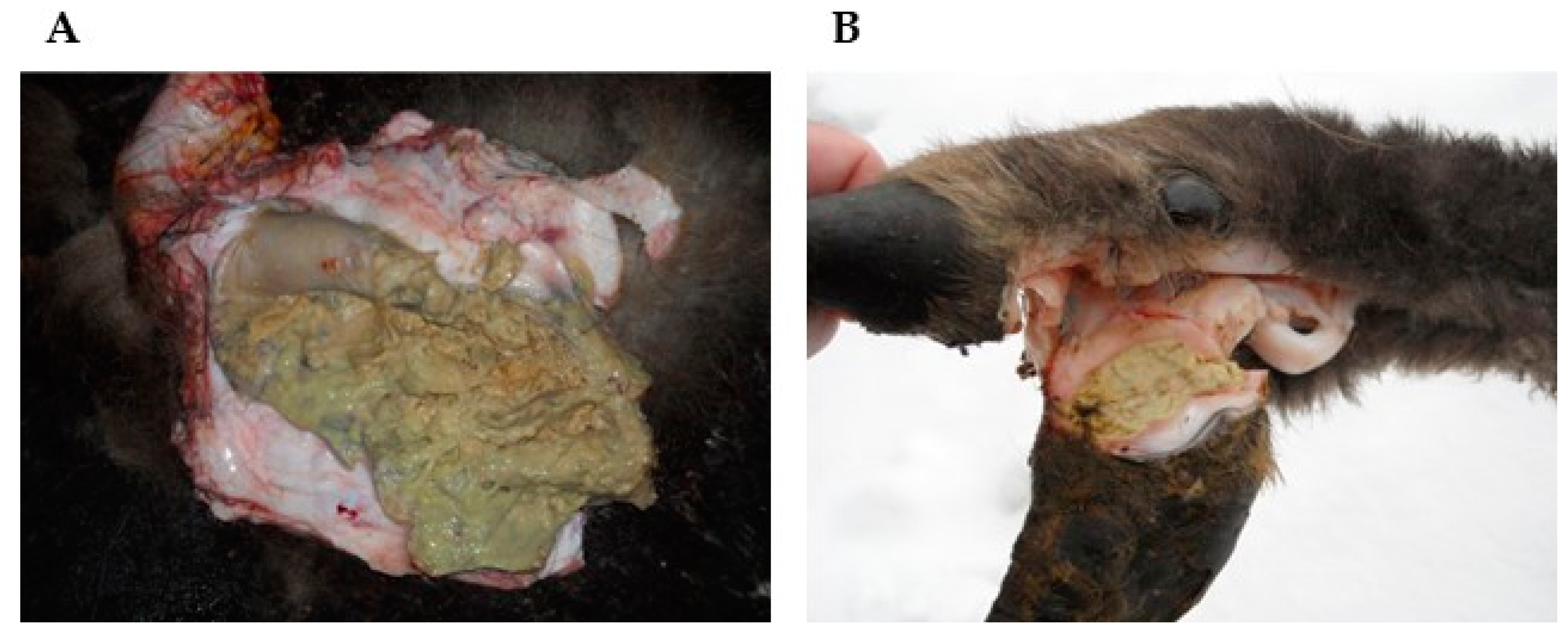 Animals 12 01825 g002 Animals 12 01825 g002