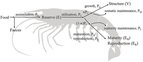 Simulated Marine Life Shrimp Model Children's Cognition Aquatic