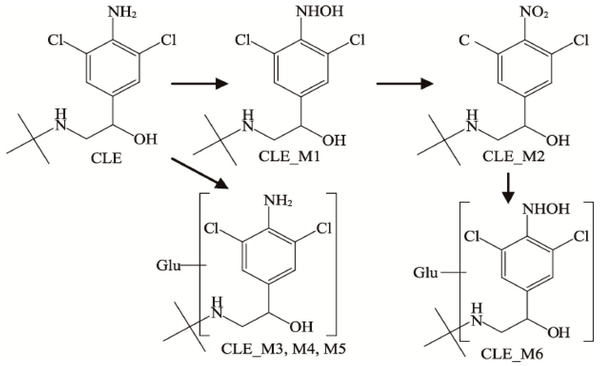Metabolic Pathways of 2-Phenoxyethanol in Rats
