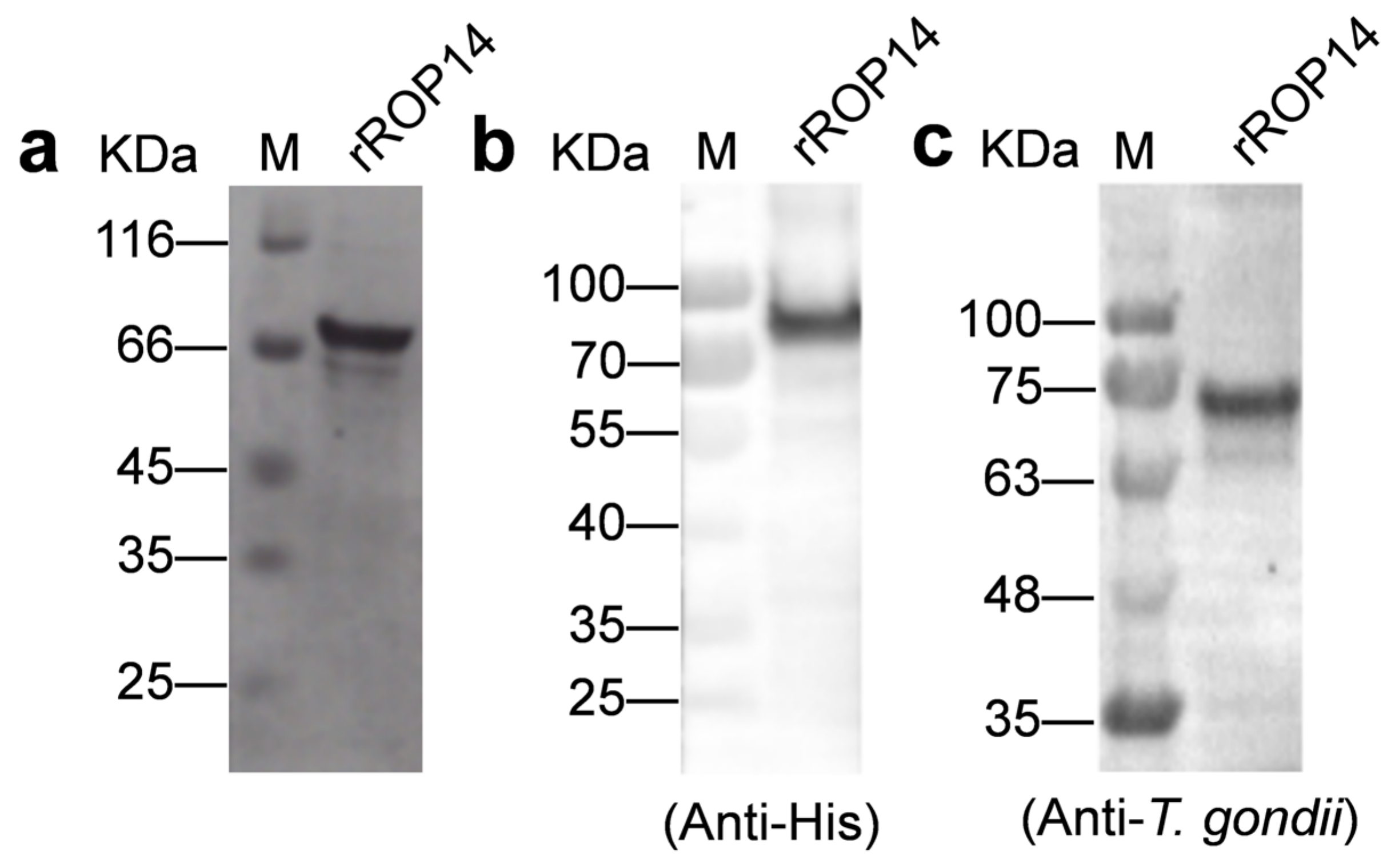 Animals 12 01929 g002