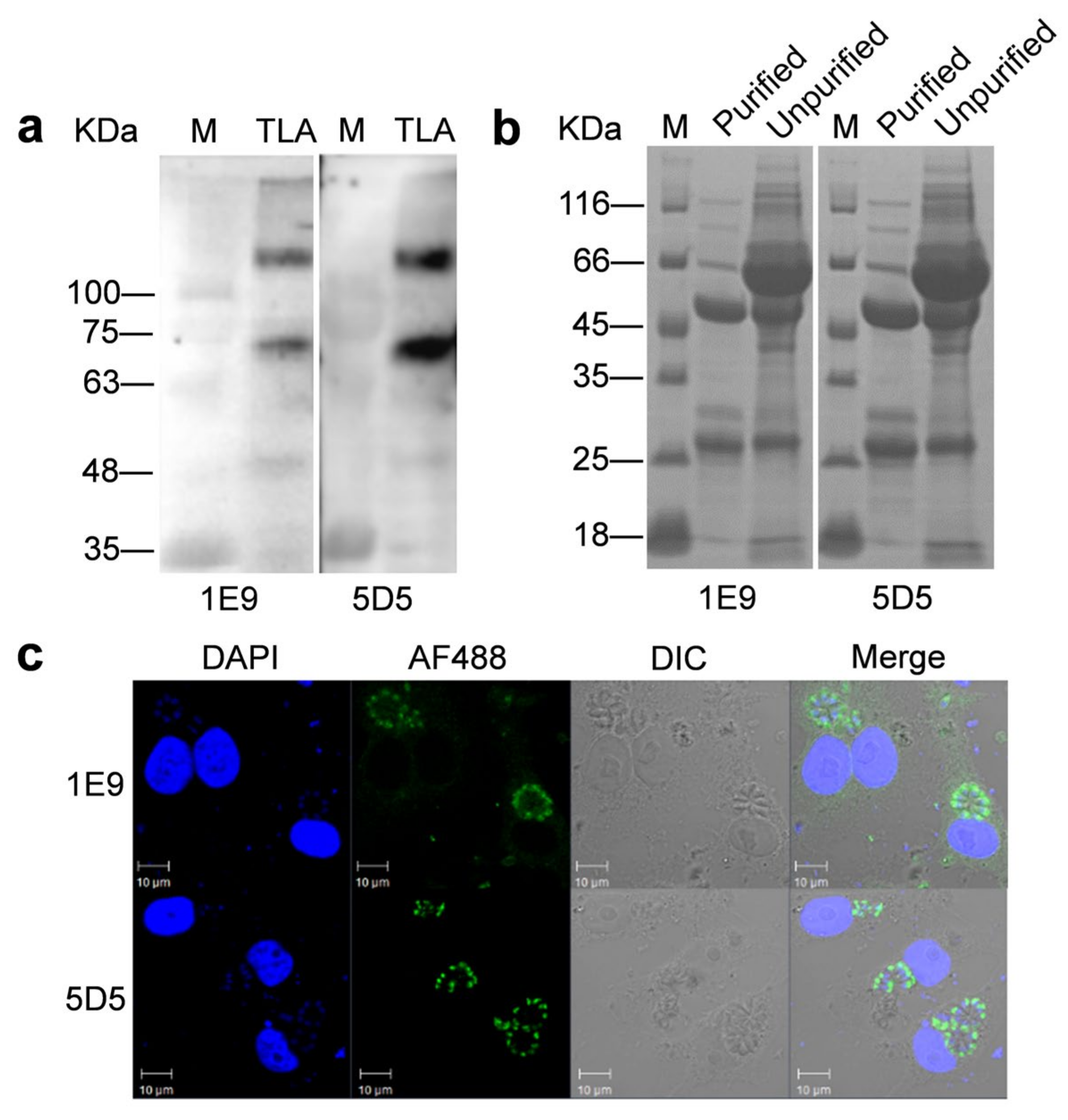 Animals 12 01929 g003
