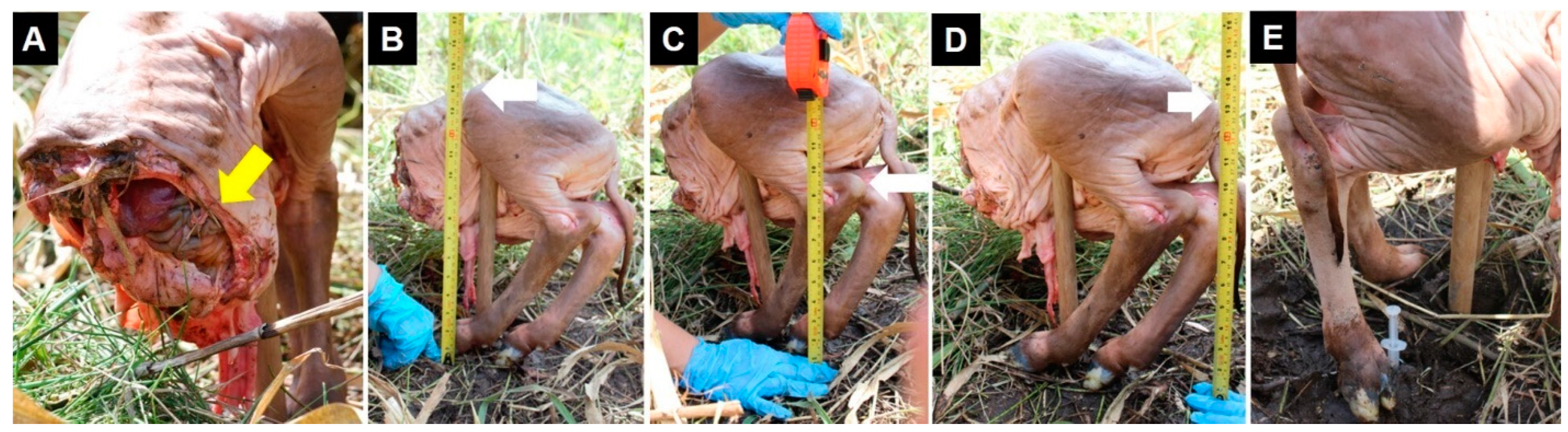 Animals 12 01938 g002 Animals 12 01938 g002