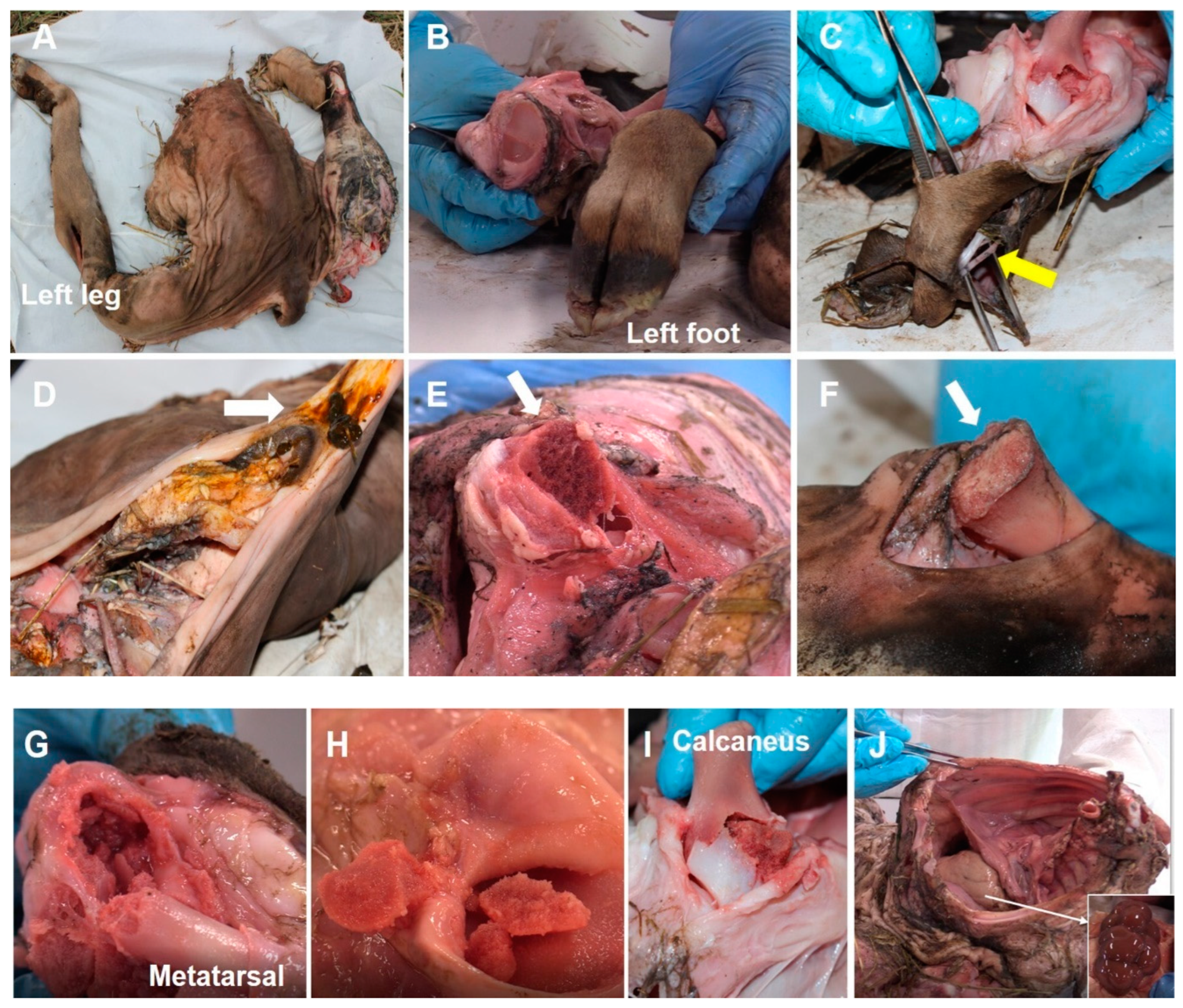 Animals 12 01938 g009 Animals 12 01938 g009