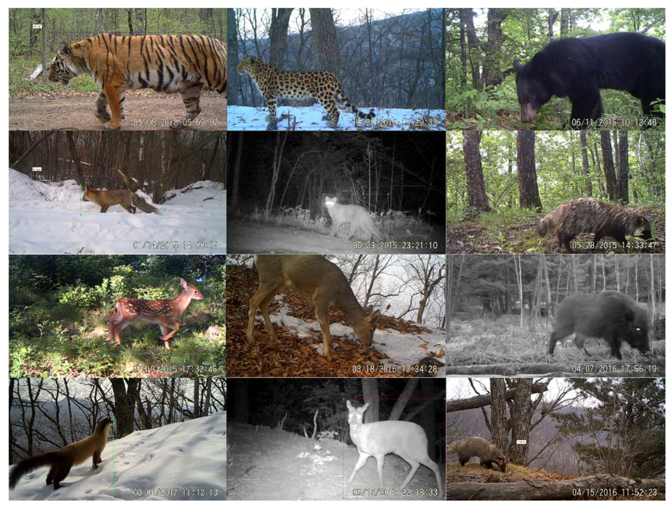 Animals | Free Full-Text | Animal Detection and Classification from Camera  Trap Images Using Different Mainstream Object Detection Architectures