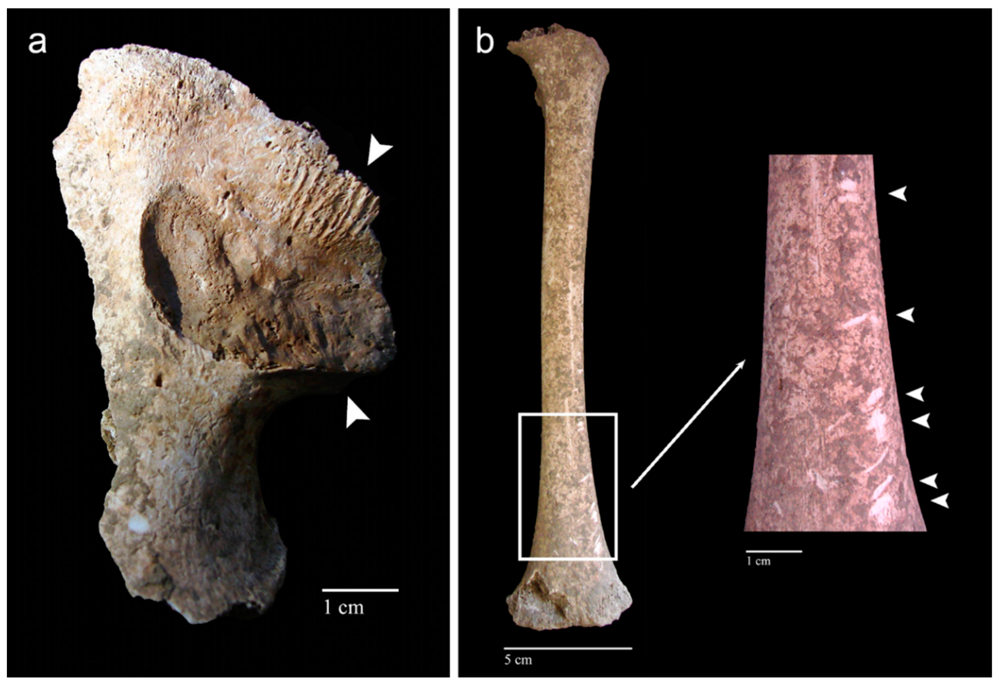 Animals 12 02038 g006 Animals 12 02038 g006