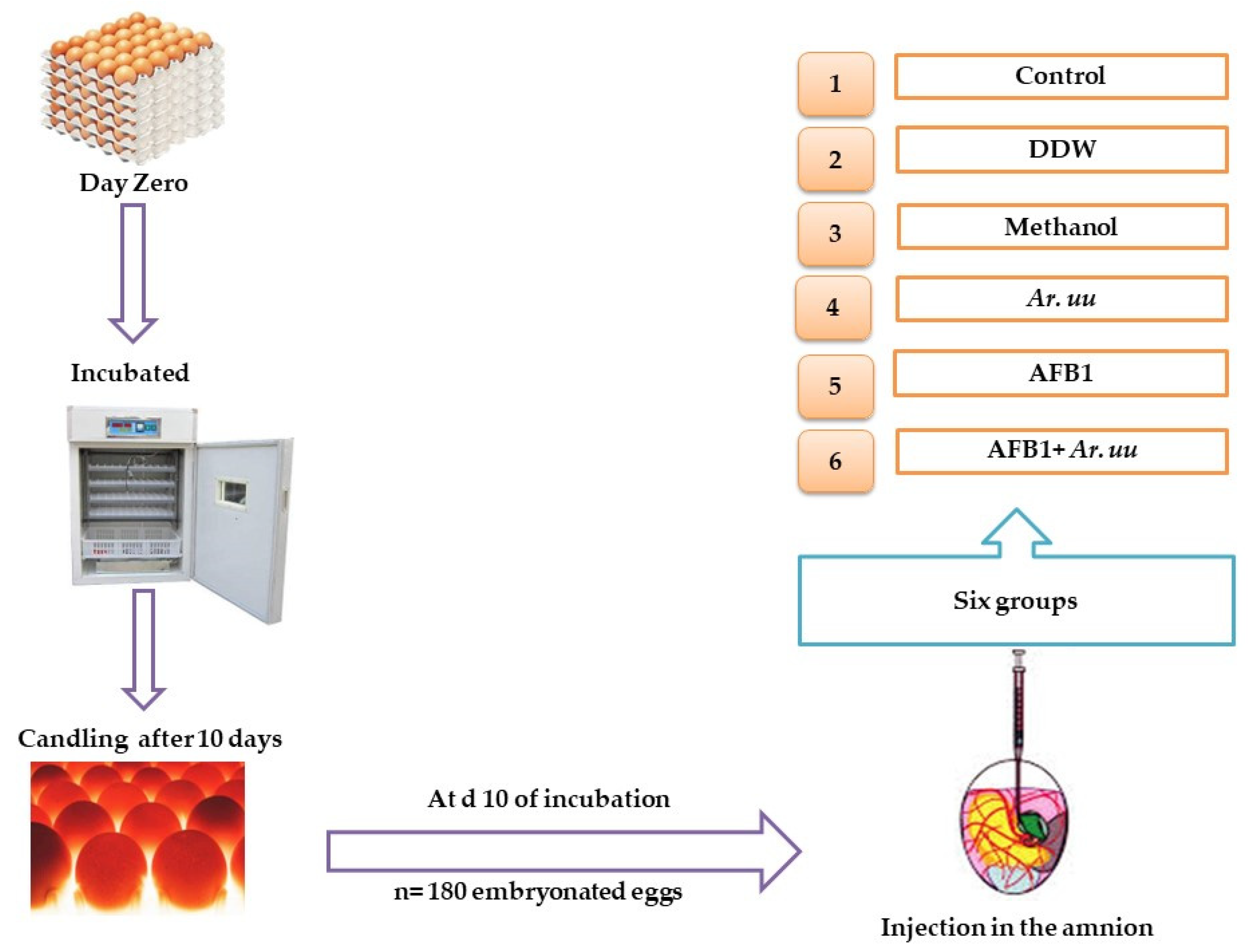 Animals | Free Full-Text | Modulatory Effects of Arctostaphylos uva-urs  Extract In Ovo Injected into Broiler Embryos Contaminated by Aflatoxin B1