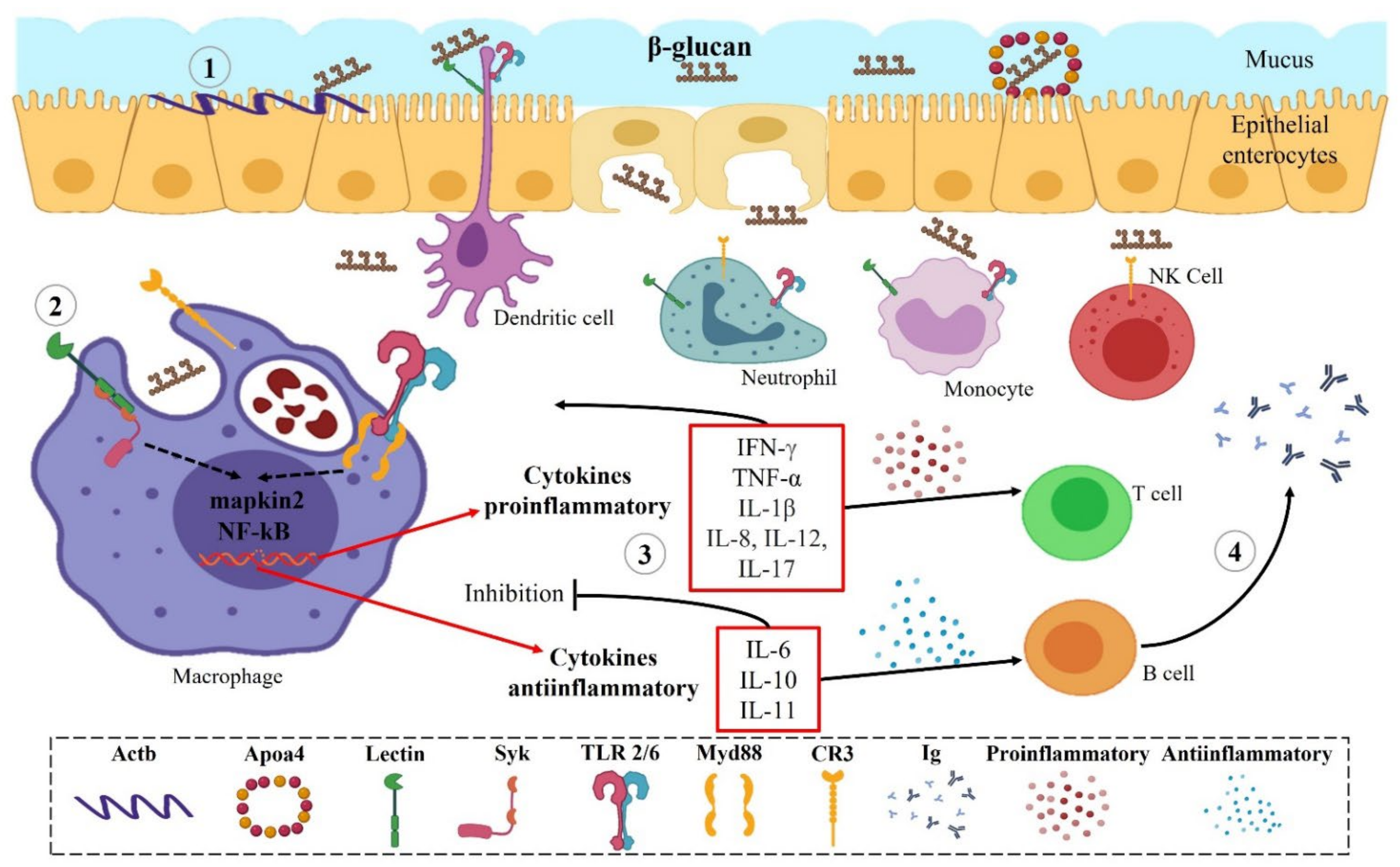 Glucan size distributions. Glucans from the indicated yeast strains