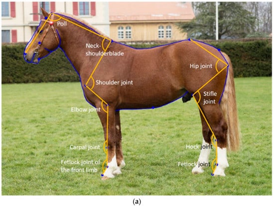 550px x 413px - Animals | Free Full-Text | Estimates of Genetic Parameters for Shape Space  Data in Franches-Montagnes Horses