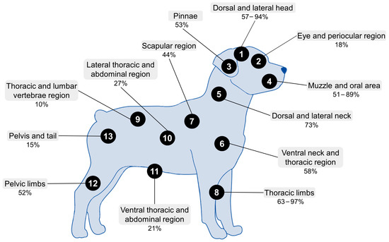 Dogo Argentino and Argentine Dogo Raising Guide: The Fundamental Guide on  Dogo Argentino and Dog and Puppy Costs, Care, Feeding, Health, Training