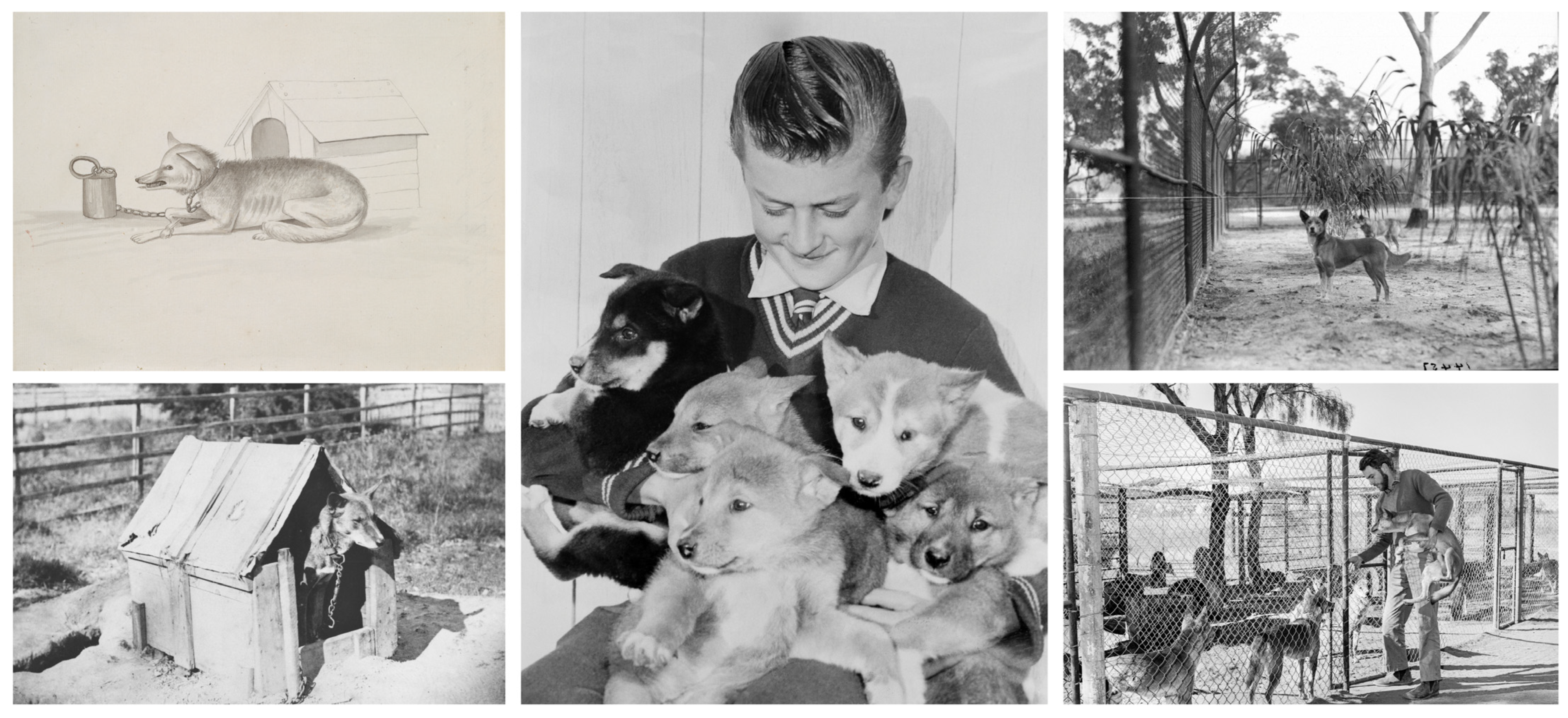Animals 12 02285 g005 Animals 12 02285 g005