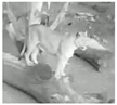 Animals 12 02367 i003