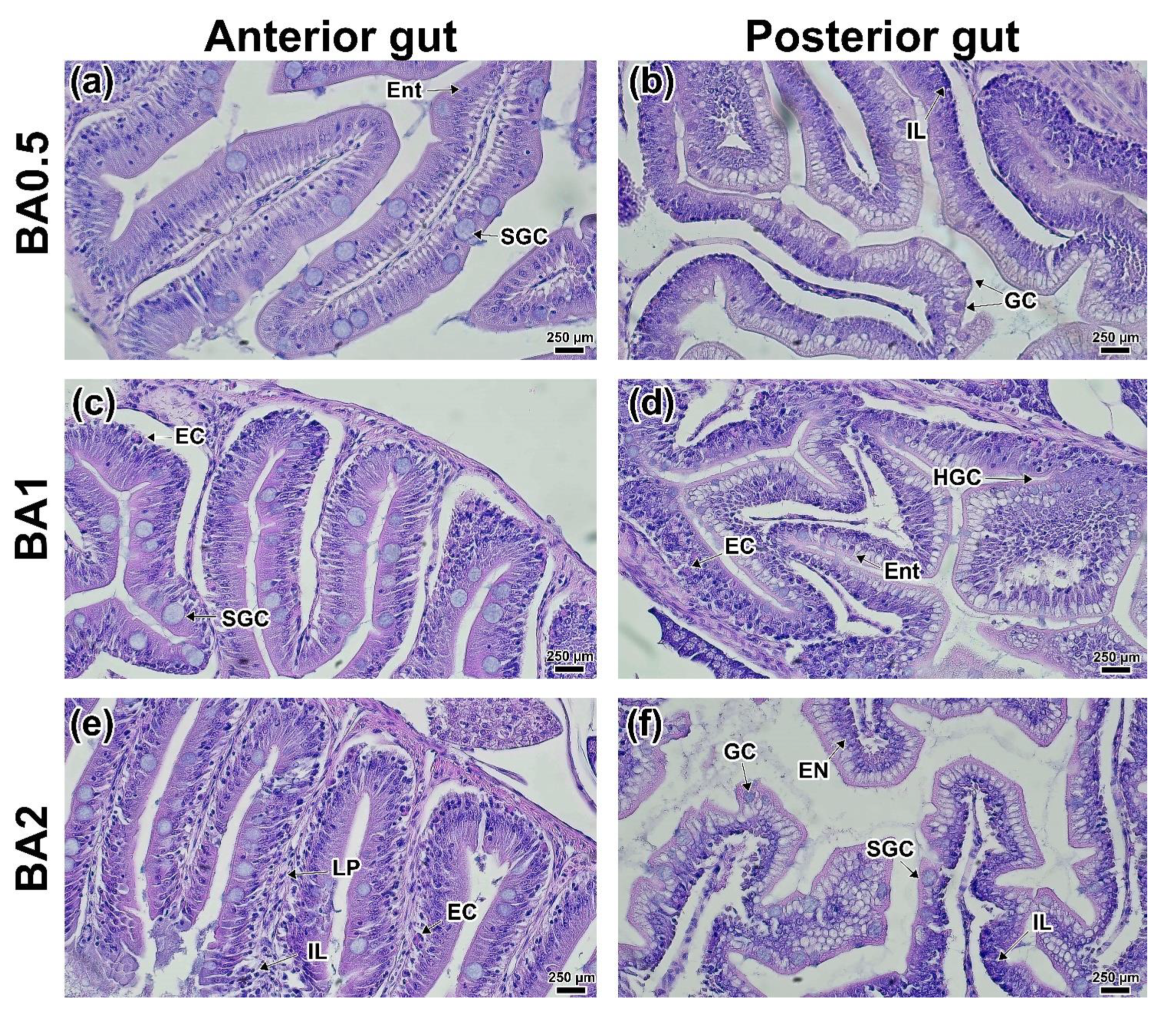 Animals 12 02424 g005 Animals 12 02424 g005