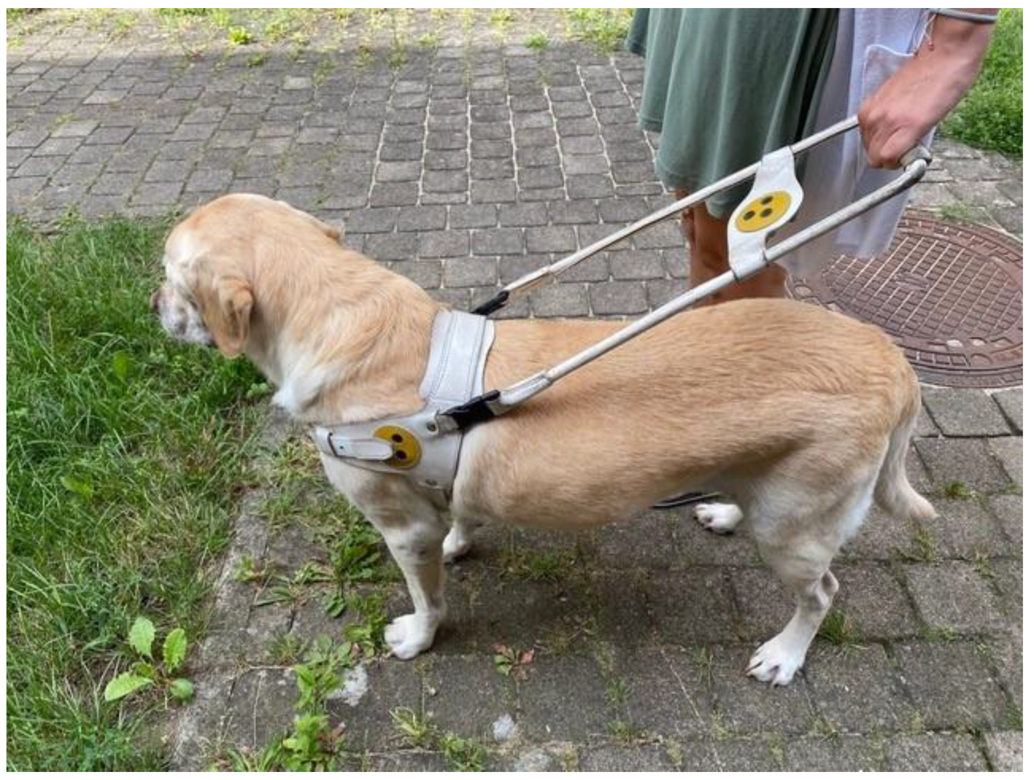 Animals | Free Full-Text | Influence of Two Types of Guide Harnesses on  Ground Reaction Forces and Step Length of Guide Dogs for the Blind