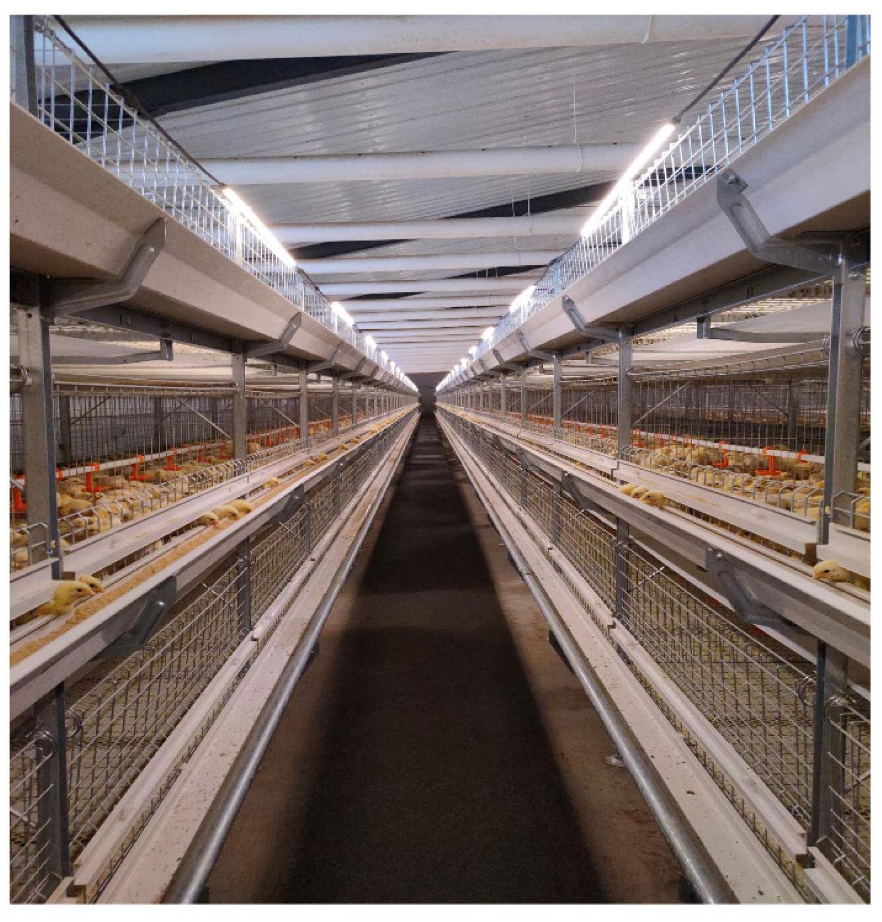 Animals 12 02480 g001 Animals 12 02480 g001