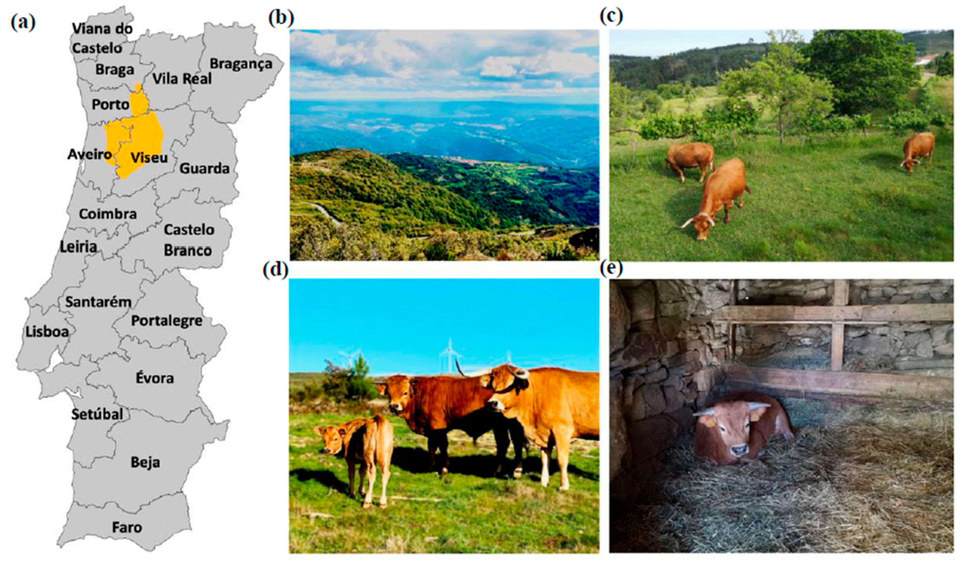 Animals | Free Full-Text | Growth Performance, Carcass and Meat Traits of  Autochthonous Arouquesa Weaners Raised on Traditional and Improved Feeding  Systems