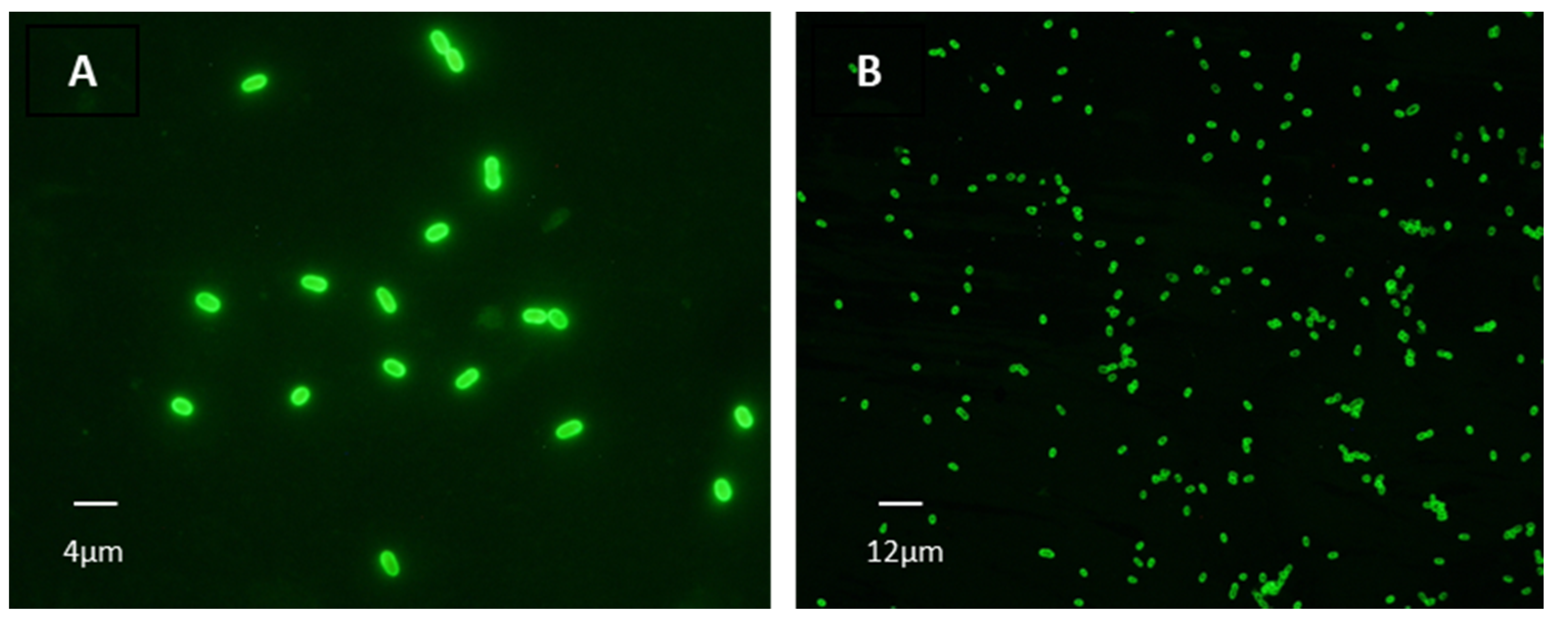 Animals 12 02507 g003 Animals 12 02507 g003