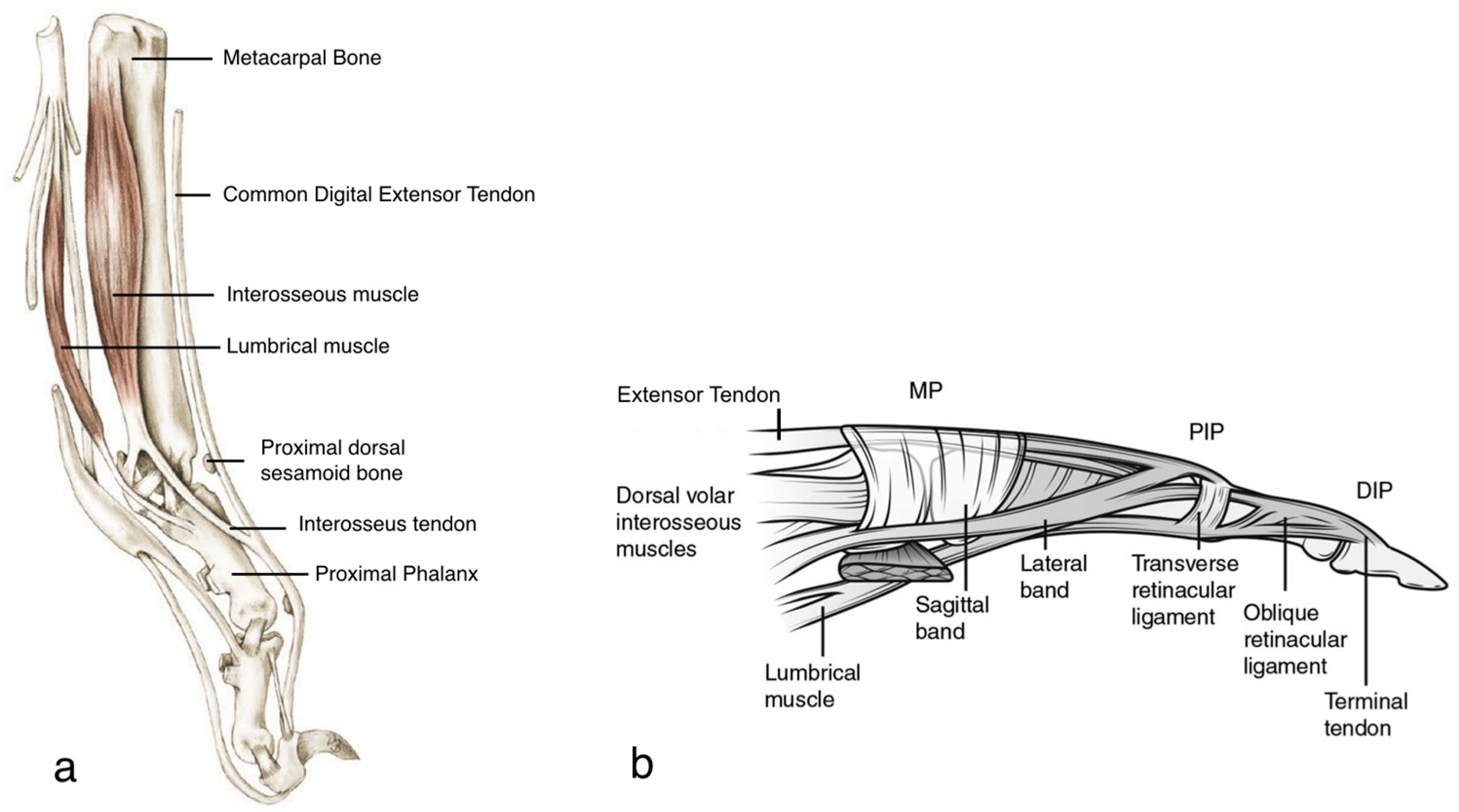 Animals | Free Full-Text | Common Digital Extensor Tendon Injury in